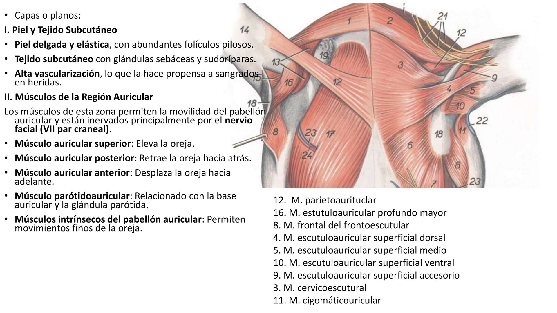 SUNEO
# Universidad de la Costa
## Licenciatura en Medicina Veterinaria
# Anatomía topográfica veterinaria
COS
SIDAD DE LA COSTA UNIDAD 1