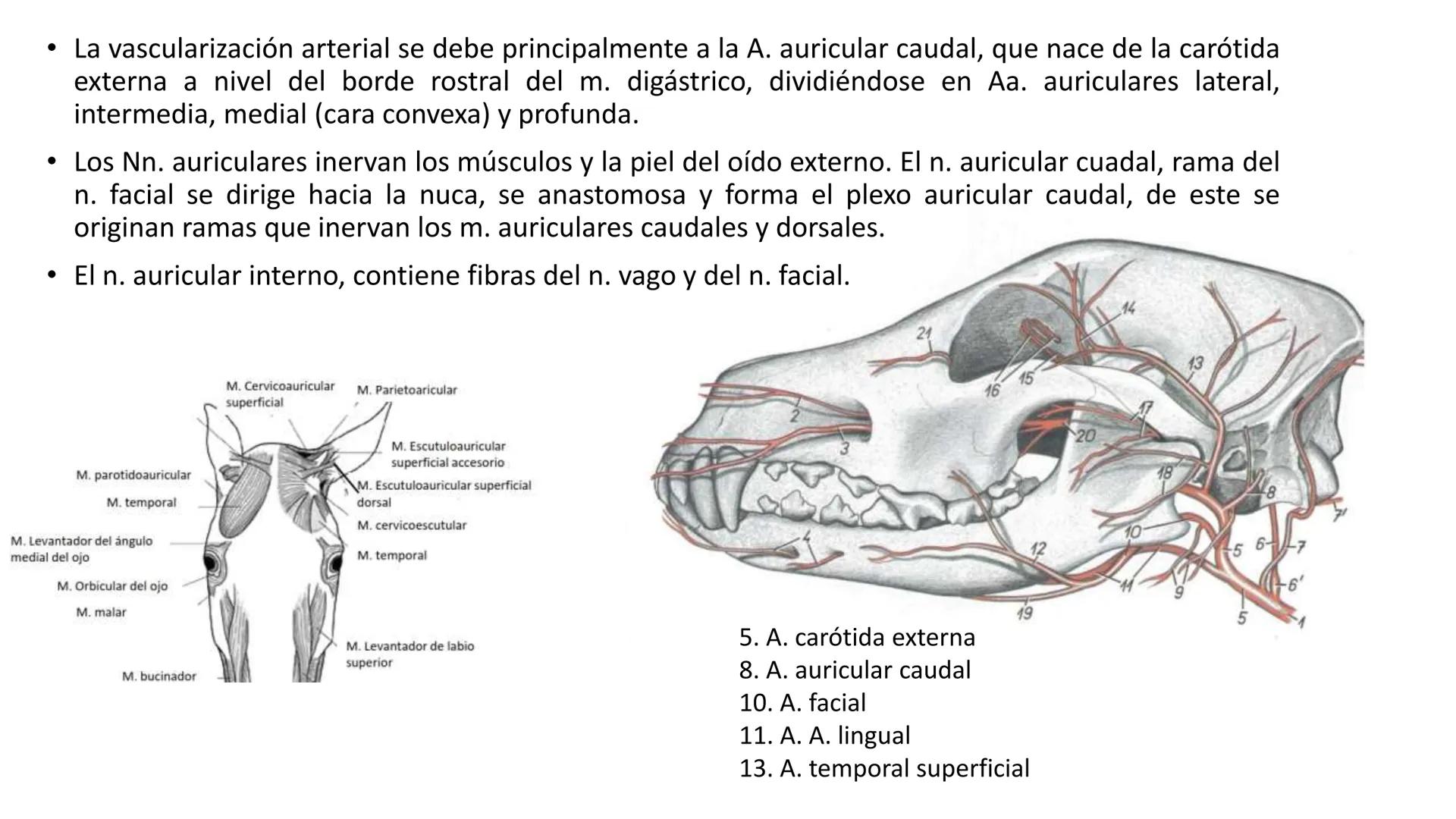 SUNEO
# Universidad de la Costa
## Licenciatura en Medicina Veterinaria
# Anatomía topográfica veterinaria
COS
SIDAD DE LA COSTA UNIDAD 1