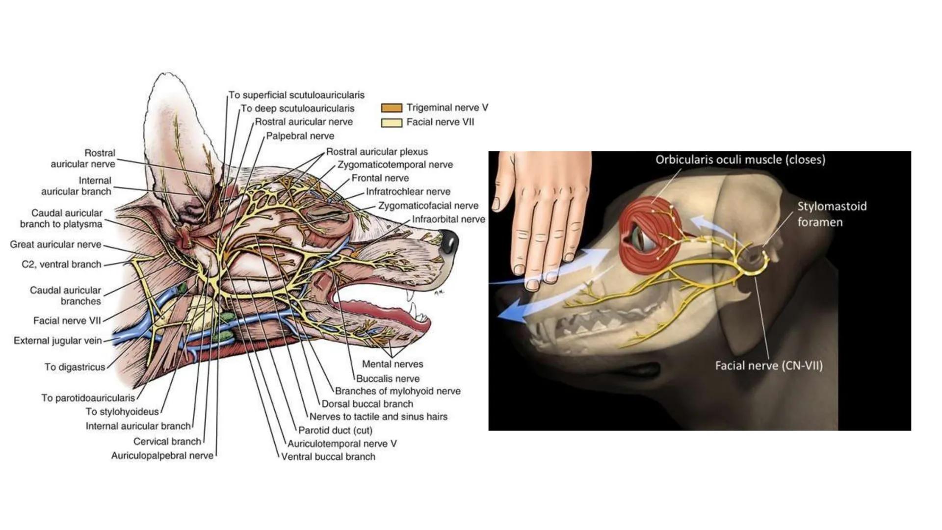 SUNEO
# Universidad de la Costa
## Licenciatura en Medicina Veterinaria
# Anatomía topográfica veterinaria
COS
SIDAD DE LA COSTA UNIDAD 1