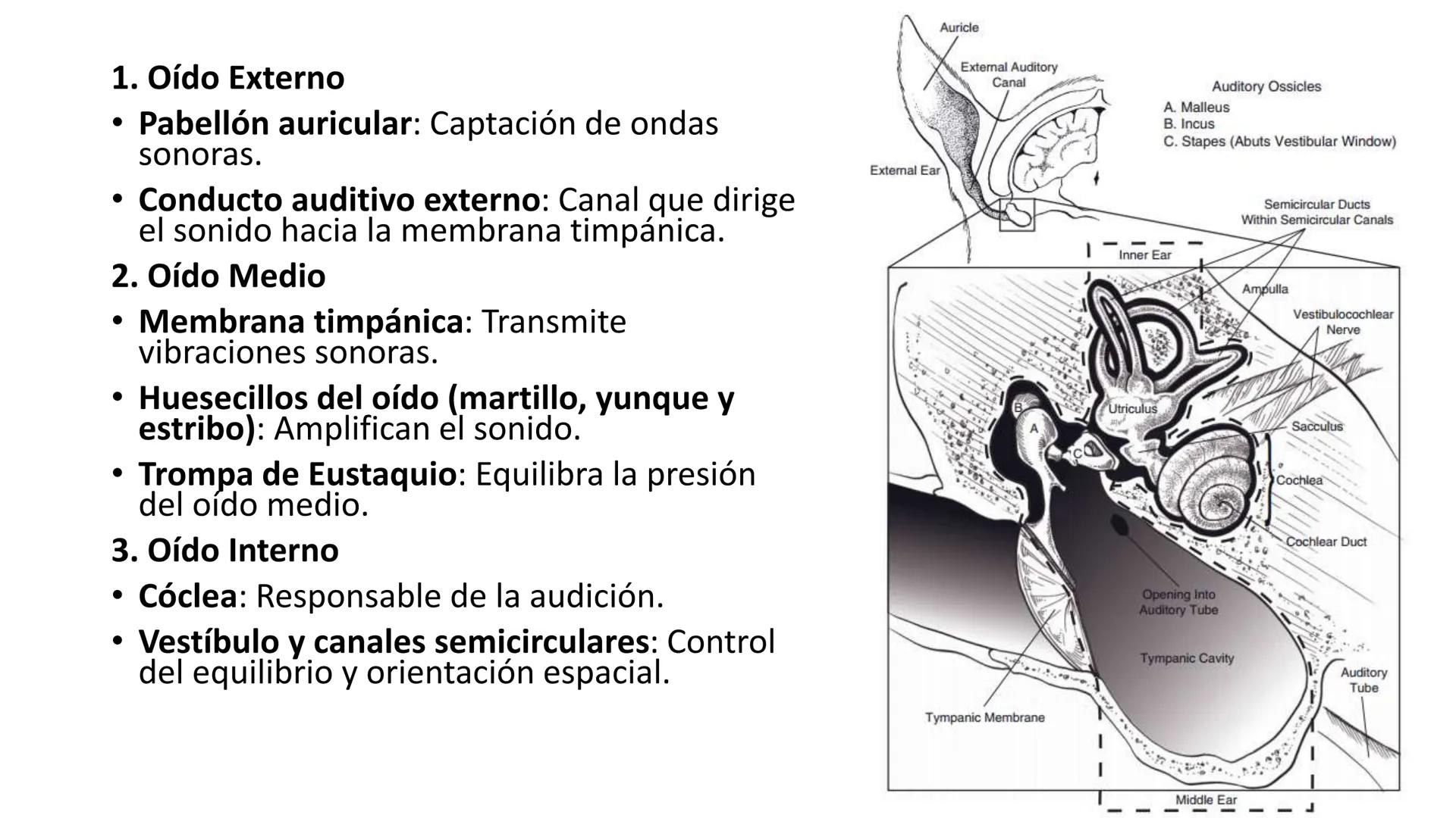 SUNEO
# Universidad de la Costa
## Licenciatura en Medicina Veterinaria
# Anatomía topográfica veterinaria
COS
SIDAD DE LA COSTA UNIDAD 1