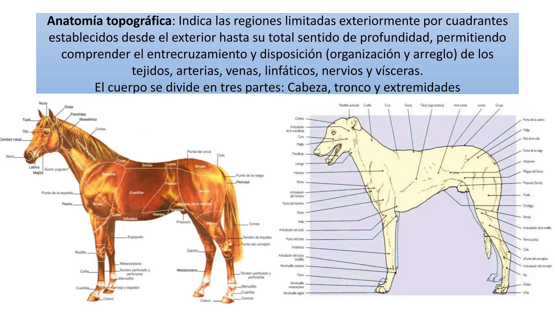 SUNEO
# Universidad de la Costa
## Licenciatura en Medicina Veterinaria
# Anatomía topográfica veterinaria
COS
SIDAD DE LA COSTA UNIDAD 1