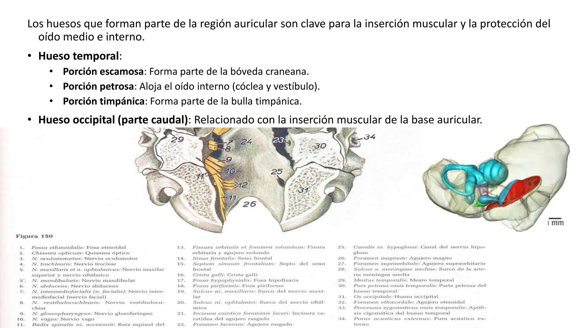 SUNEO
# Universidad de la Costa
## Licenciatura en Medicina Veterinaria
# Anatomía topográfica veterinaria
COS
SIDAD DE LA COSTA UNIDAD 1