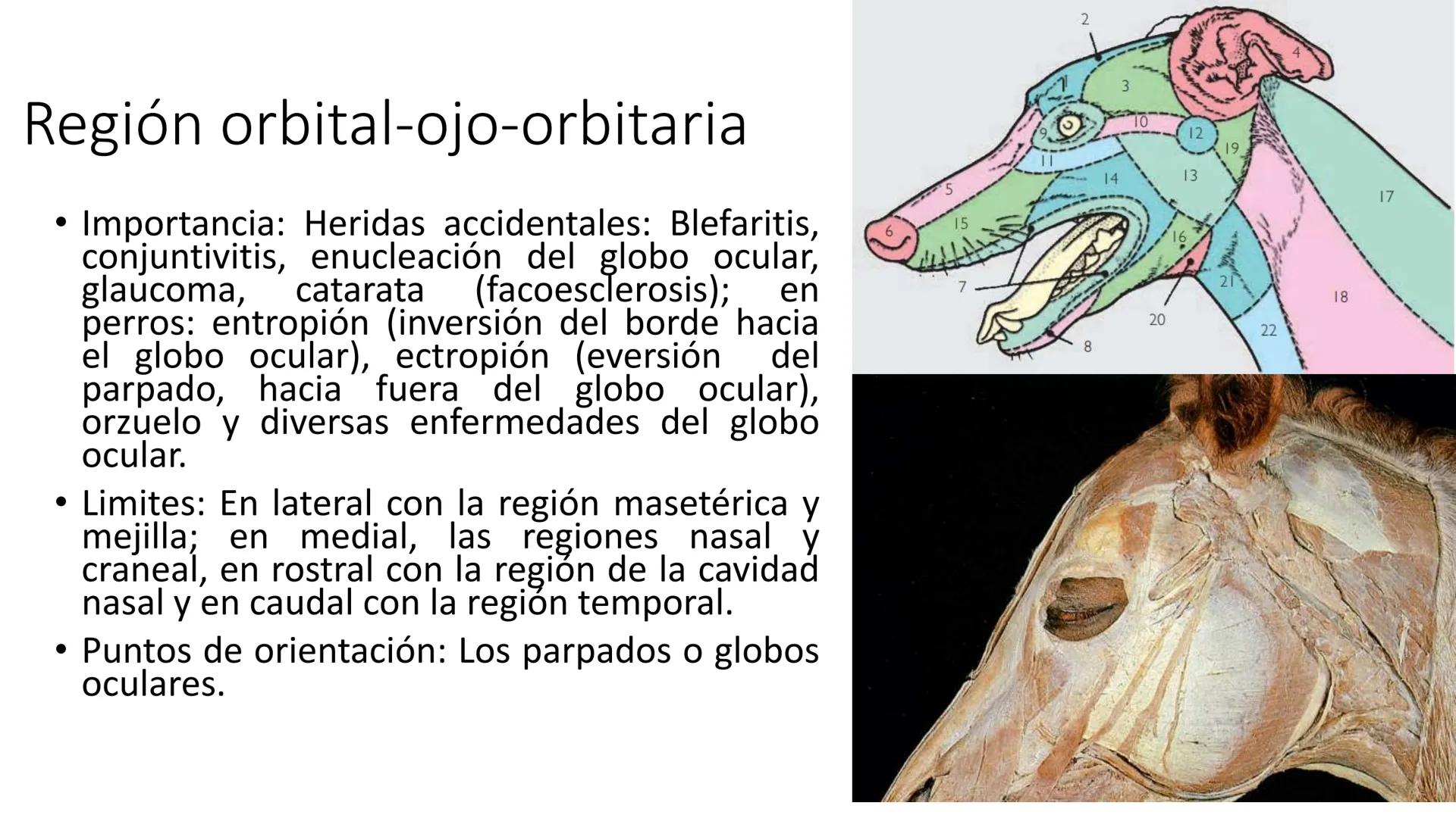 SUNEO
# Universidad de la Costa
## Licenciatura en Medicina Veterinaria
# Anatomía topográfica veterinaria
COS
SIDAD DE LA COSTA UNIDAD 1