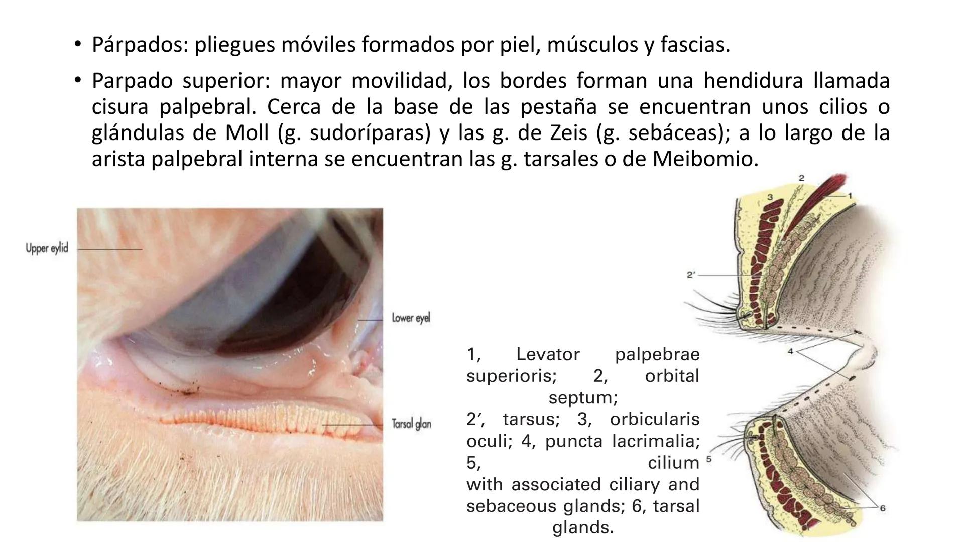 SUNEO
# Universidad de la Costa
## Licenciatura en Medicina Veterinaria
# Anatomía topográfica veterinaria
COS
SIDAD DE LA COSTA UNIDAD 1