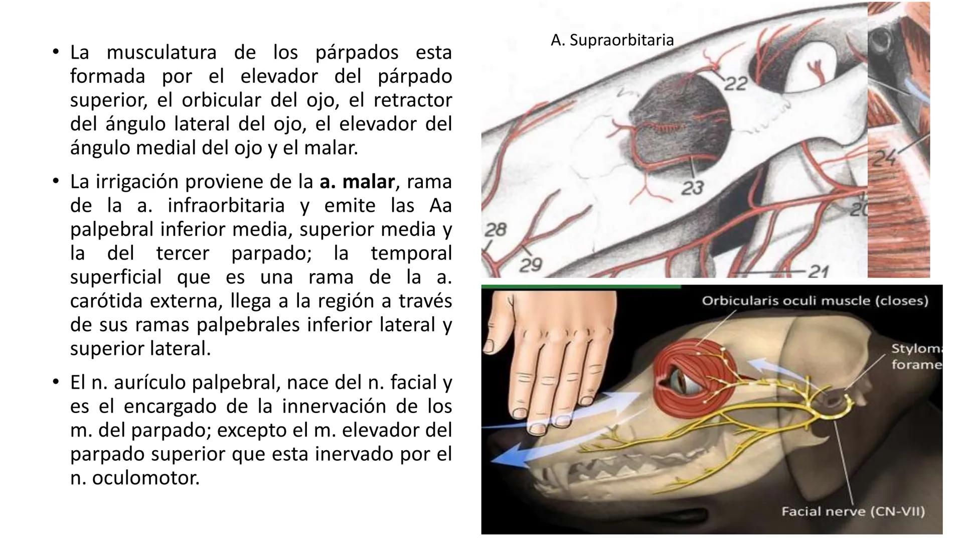 SUNEO
# Universidad de la Costa
## Licenciatura en Medicina Veterinaria
# Anatomía topográfica veterinaria
COS
SIDAD DE LA COSTA UNIDAD 1