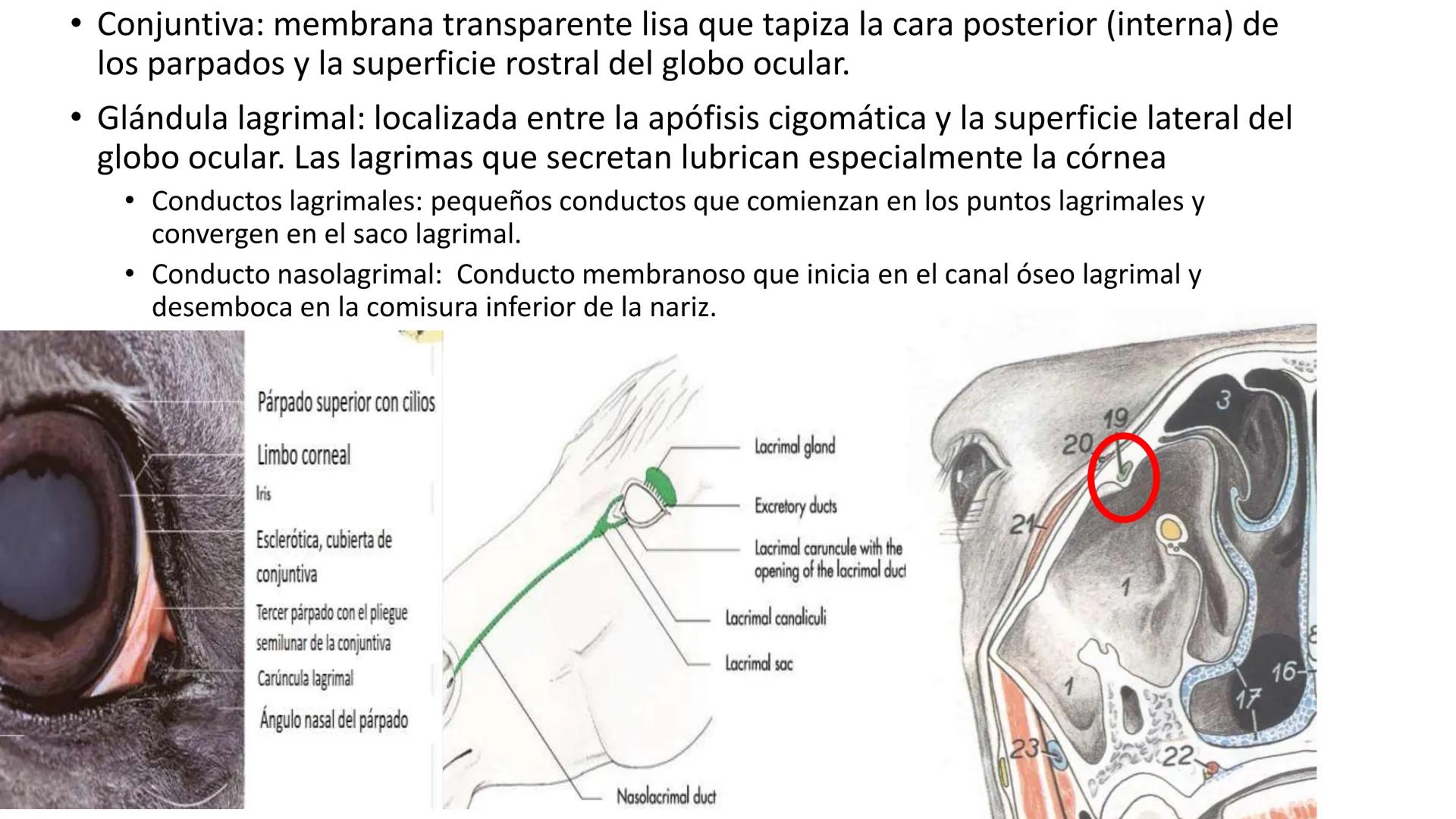 SUNEO
# Universidad de la Costa
## Licenciatura en Medicina Veterinaria
# Anatomía topográfica veterinaria
COS
SIDAD DE LA COSTA UNIDAD 1