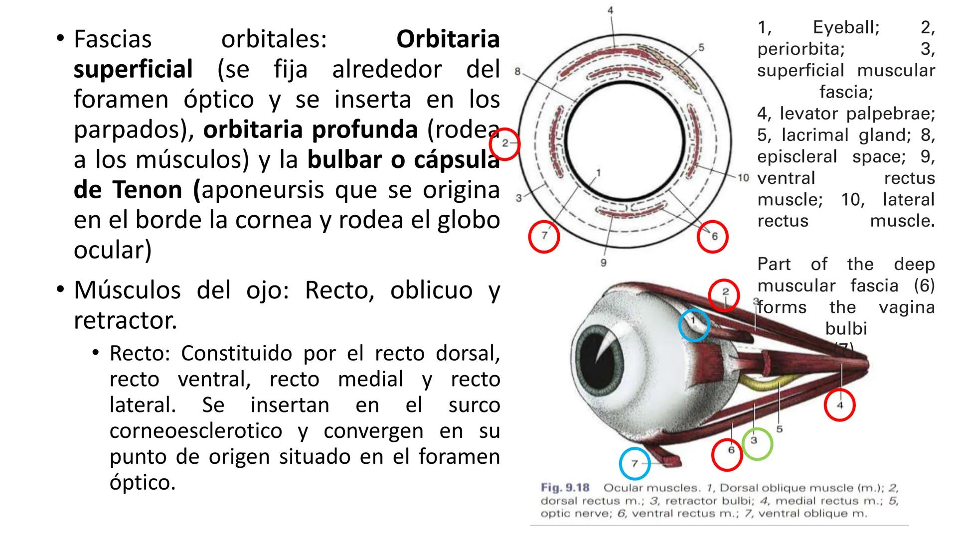 SUNEO
# Universidad de la Costa
## Licenciatura en Medicina Veterinaria
# Anatomía topográfica veterinaria
COS
SIDAD DE LA COSTA UNIDAD 1