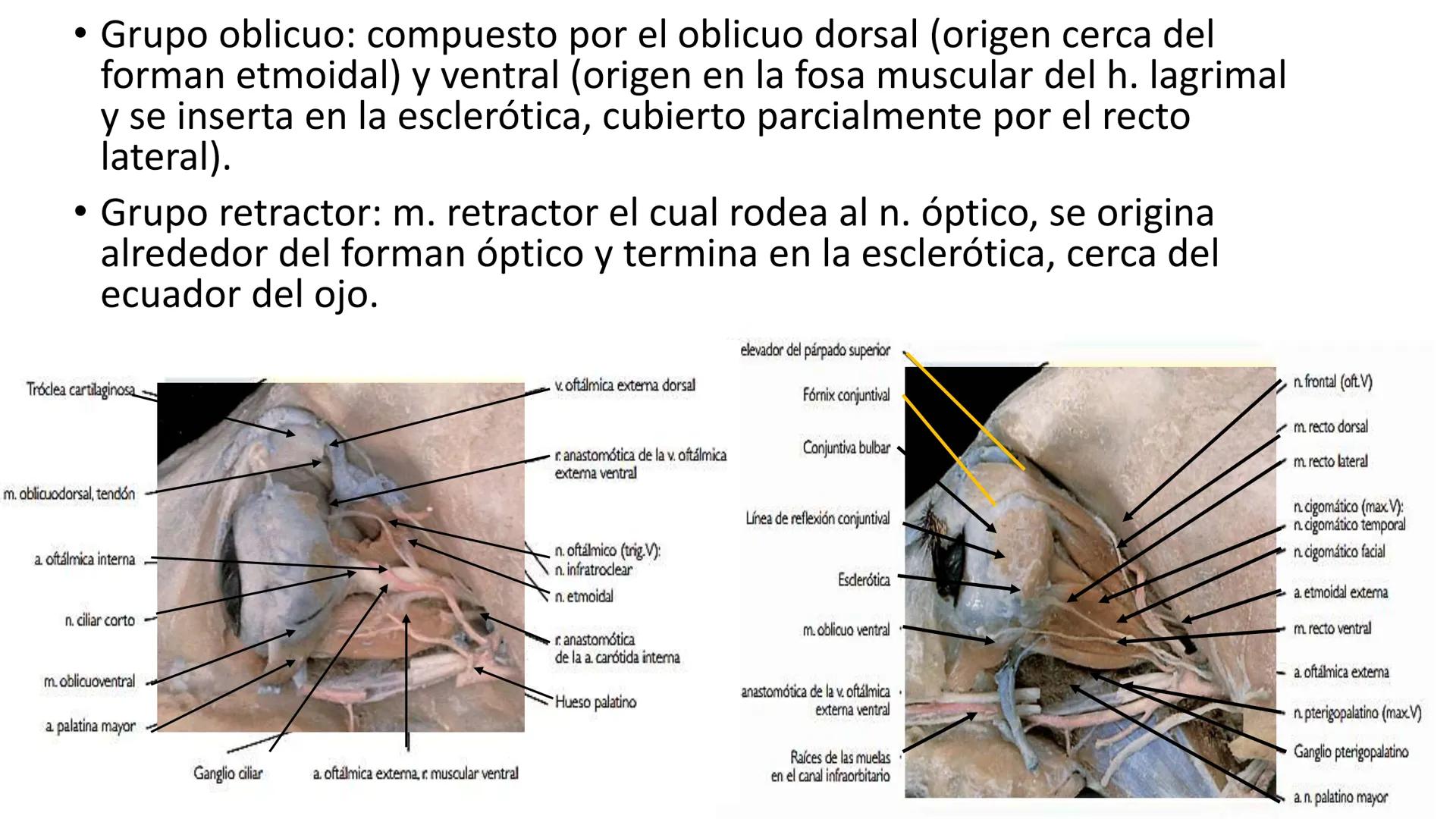 SUNEO
# Universidad de la Costa
## Licenciatura en Medicina Veterinaria
# Anatomía topográfica veterinaria
COS
SIDAD DE LA COSTA UNIDAD 1