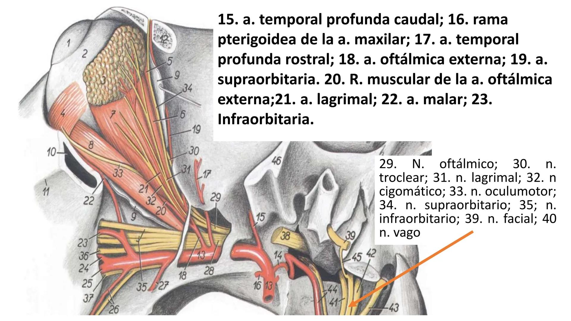 SUNEO
# Universidad de la Costa
## Licenciatura en Medicina Veterinaria
# Anatomía topográfica veterinaria
COS
SIDAD DE LA COSTA UNIDAD 1