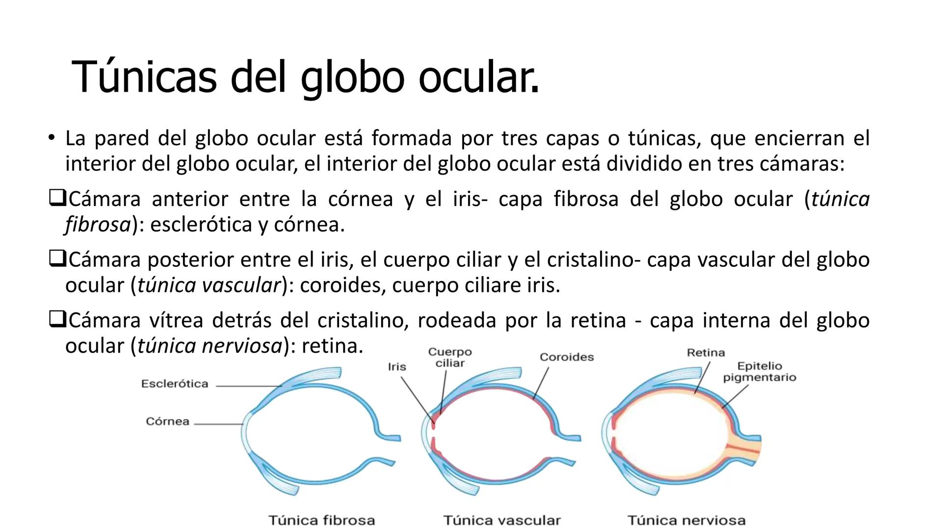 SUNEO
# Universidad de la Costa
## Licenciatura en Medicina Veterinaria
# Anatomía topográfica veterinaria
COS
SIDAD DE LA COSTA UNIDAD 1