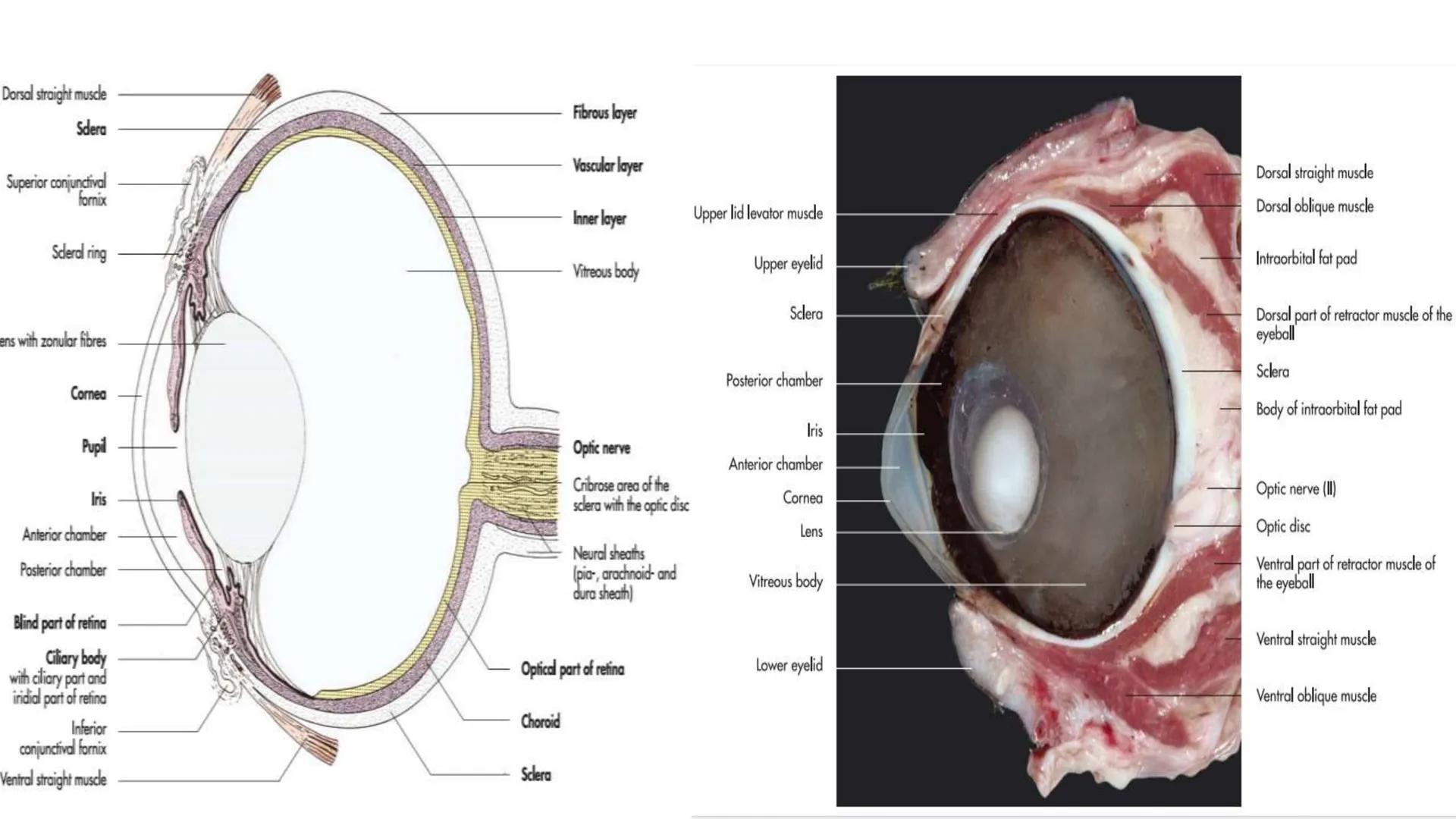 SUNEO
# Universidad de la Costa
## Licenciatura en Medicina Veterinaria
# Anatomía topográfica veterinaria
COS
SIDAD DE LA COSTA UNIDAD 1