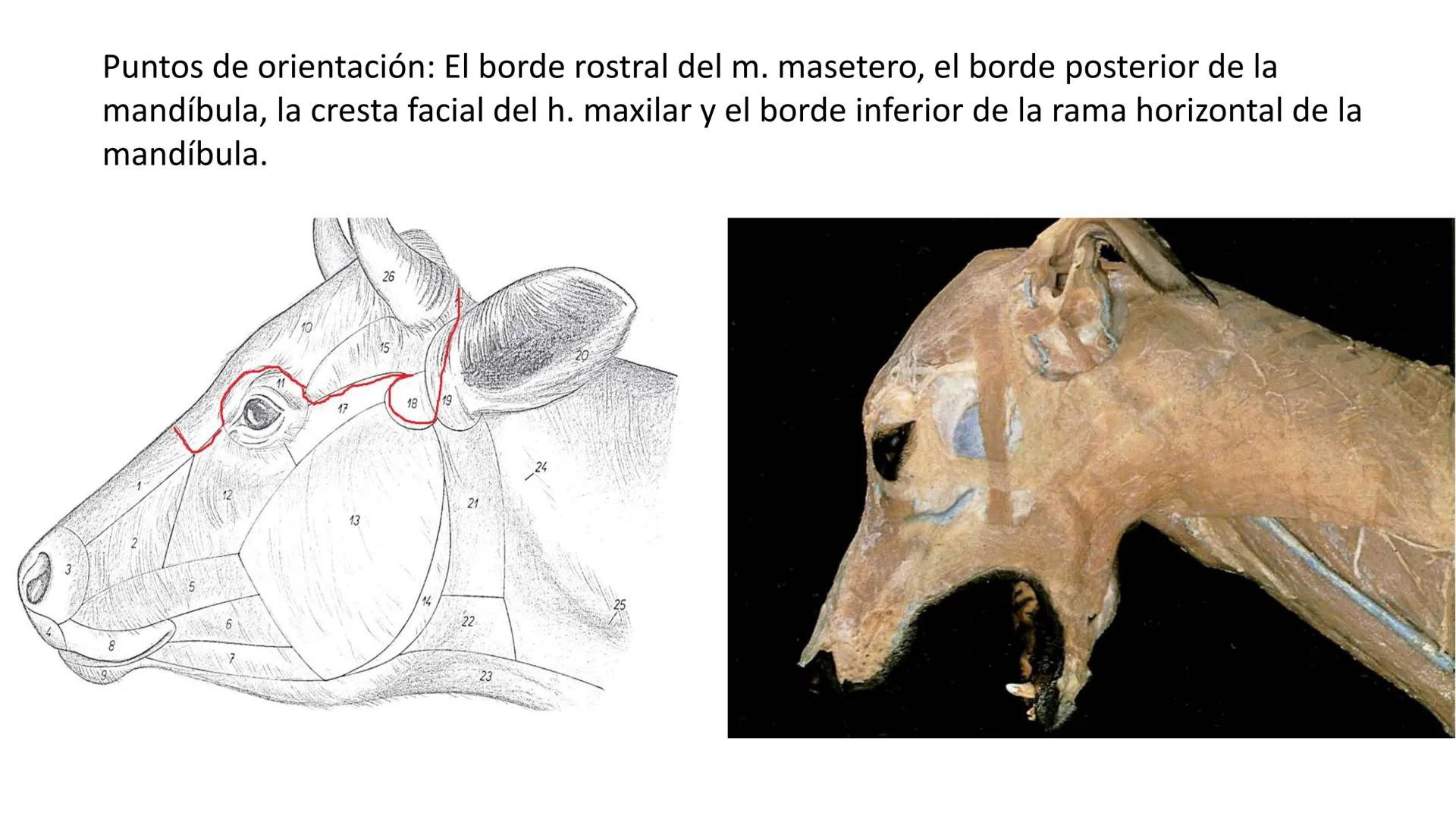 SUNEO
# Universidad de la Costa
## Licenciatura en Medicina Veterinaria
# Anatomía topográfica veterinaria
COS
SIDAD DE LA COSTA UNIDAD 1