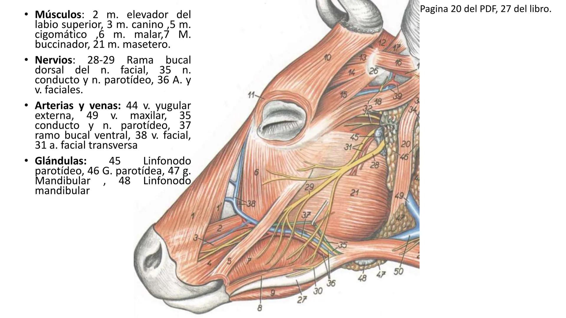 SUNEO
# Universidad de la Costa
## Licenciatura en Medicina Veterinaria
# Anatomía topográfica veterinaria
COS
SIDAD DE LA COSTA UNIDAD 1