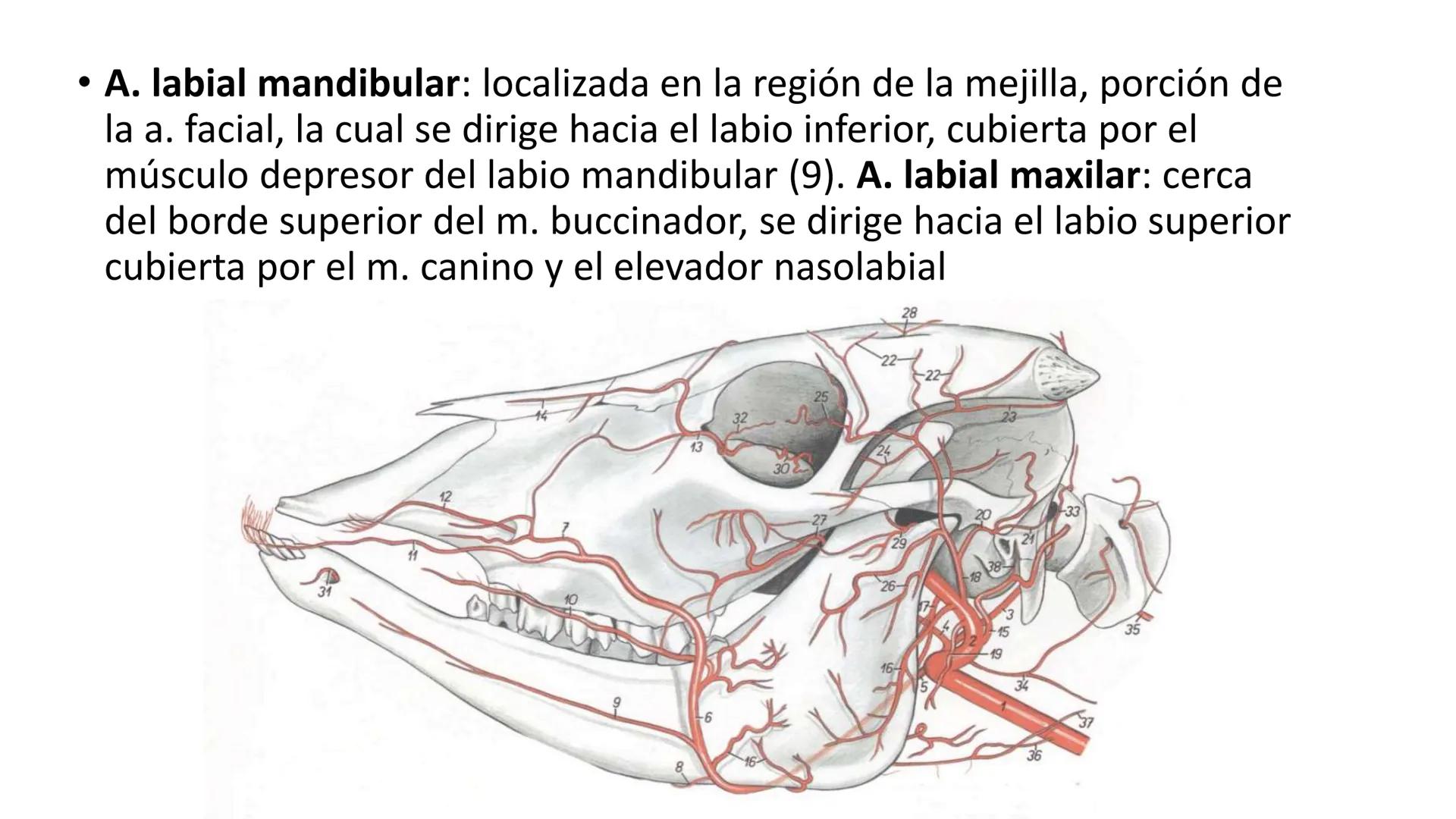 SUNEO
# Universidad de la Costa
## Licenciatura en Medicina Veterinaria
# Anatomía topográfica veterinaria
COS
SIDAD DE LA COSTA UNIDAD 1