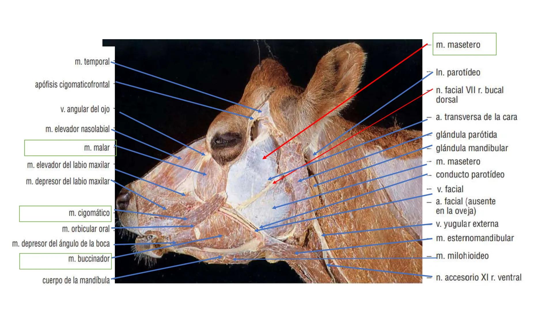 SUNEO
# Universidad de la Costa
## Licenciatura en Medicina Veterinaria
# Anatomía topográfica veterinaria
COS
SIDAD DE LA COSTA UNIDAD 1