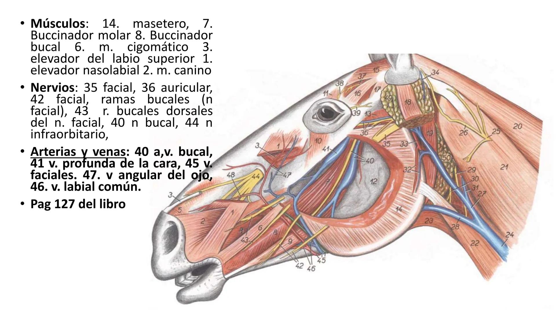 SUNEO
# Universidad de la Costa
## Licenciatura en Medicina Veterinaria
# Anatomía topográfica veterinaria
COS
SIDAD DE LA COSTA UNIDAD 1