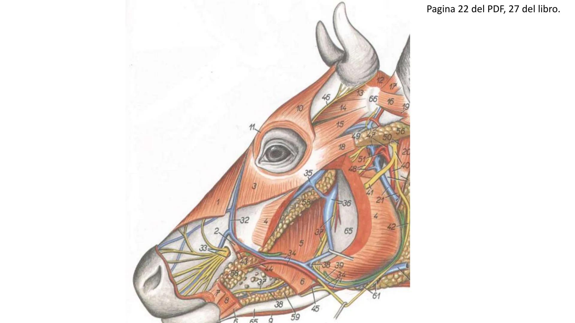 SUNEO
# Universidad de la Costa
## Licenciatura en Medicina Veterinaria
# Anatomía topográfica veterinaria
COS
SIDAD DE LA COSTA UNIDAD 1