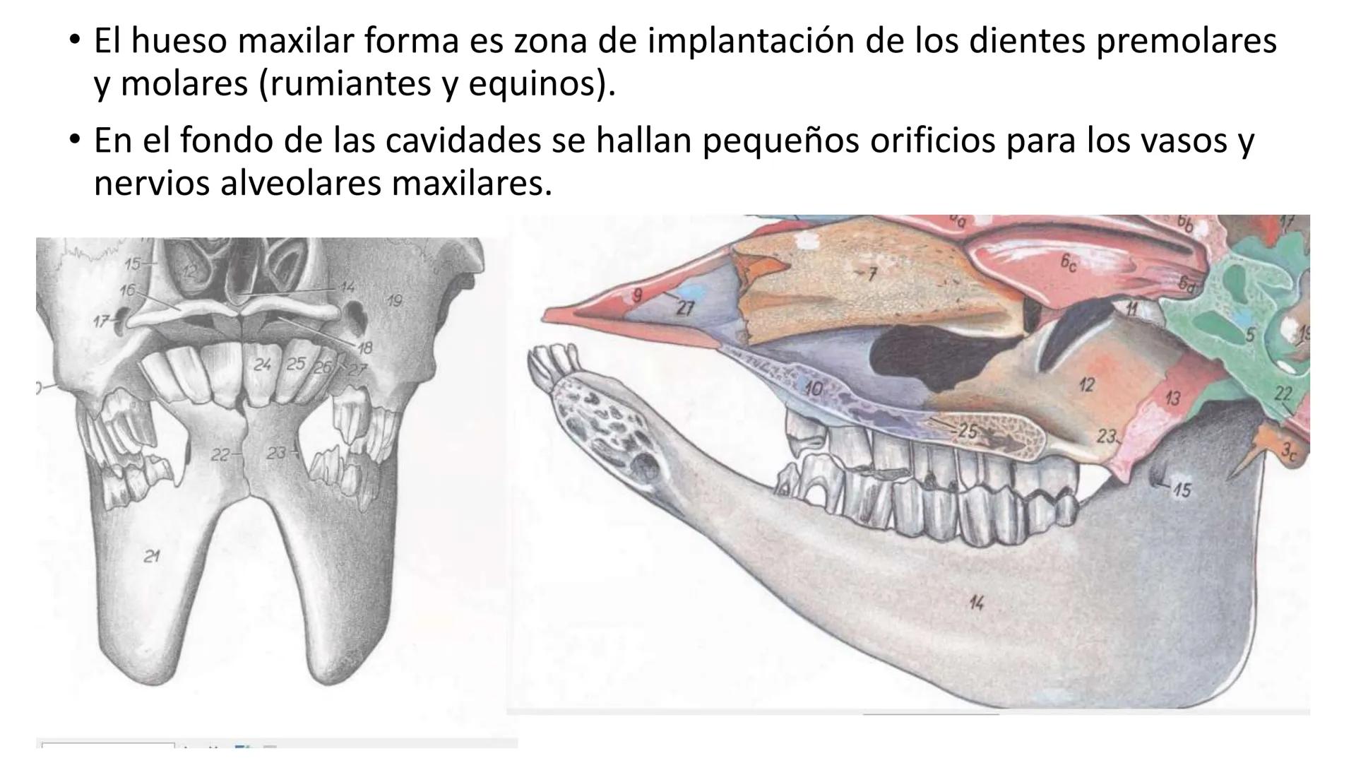 SUNEO
# Universidad de la Costa
## Licenciatura en Medicina Veterinaria
# Anatomía topográfica veterinaria
COS
SIDAD DE LA COSTA UNIDAD 1