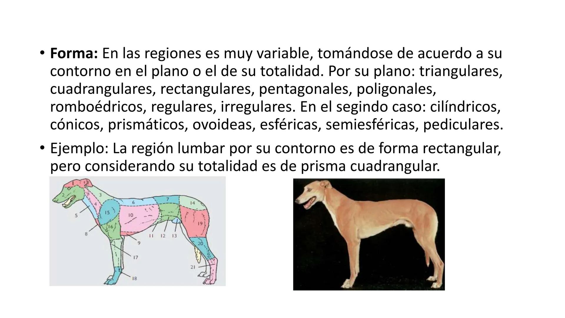 SUNEO
# Universidad de la Costa
## Licenciatura en Medicina Veterinaria
# Anatomía topográfica veterinaria
COS
SIDAD DE LA COSTA UNIDAD 1