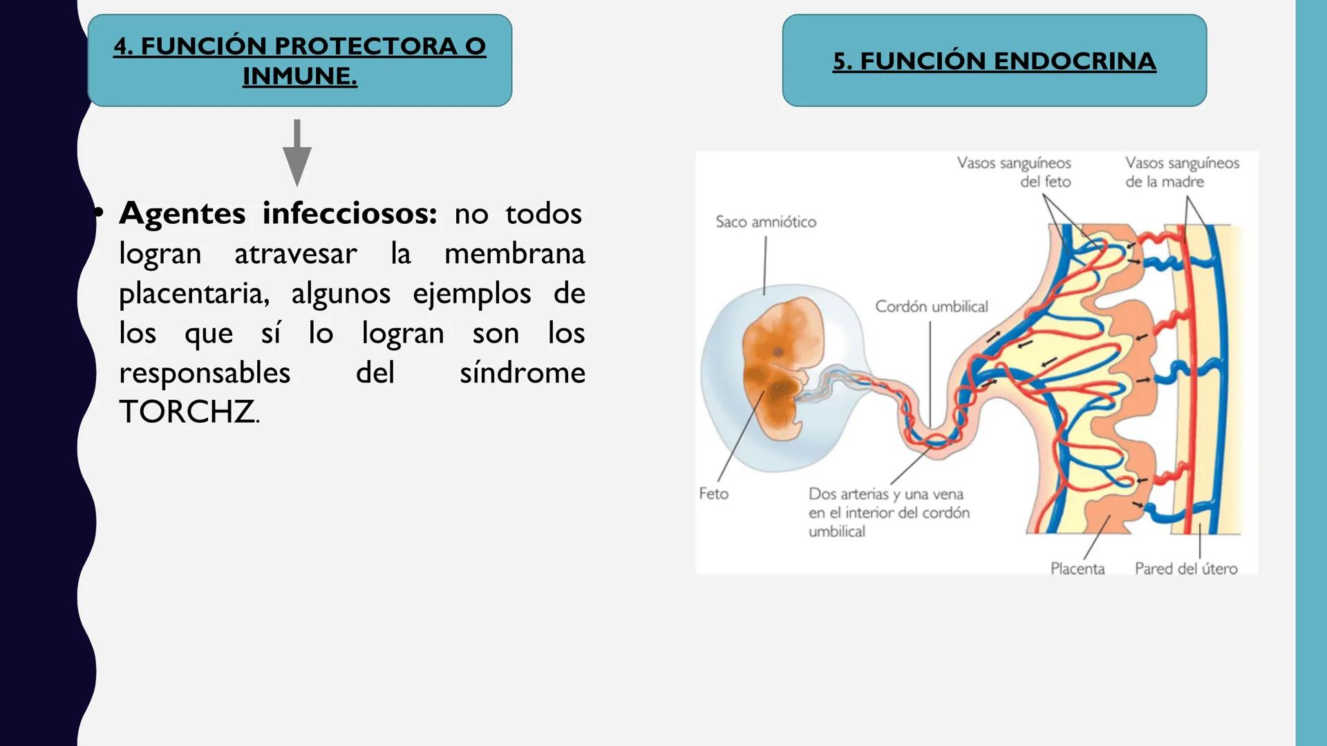 # UNIVERSIDAD DE VALLADOLID YUCATAN
# LICENCIATURA EN ENFERMERIA
# "PLACENTA Y SUS ANEXOS"
L.E.MARISELA DE JESUS DZIB ECHEVERRIA # PLACEN