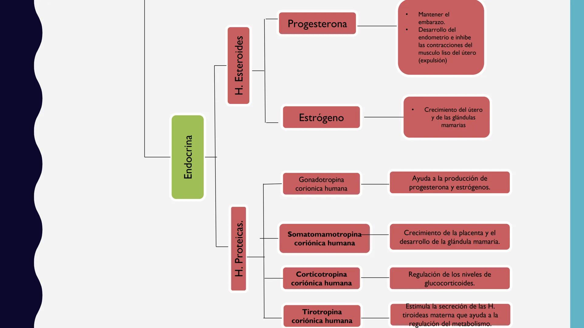 # UNIVERSIDAD DE VALLADOLID YUCATAN
# LICENCIATURA EN ENFERMERIA
# "PLACENTA Y SUS ANEXOS"
L.E.MARISELA DE JESUS DZIB ECHEVERRIA # PLACEN