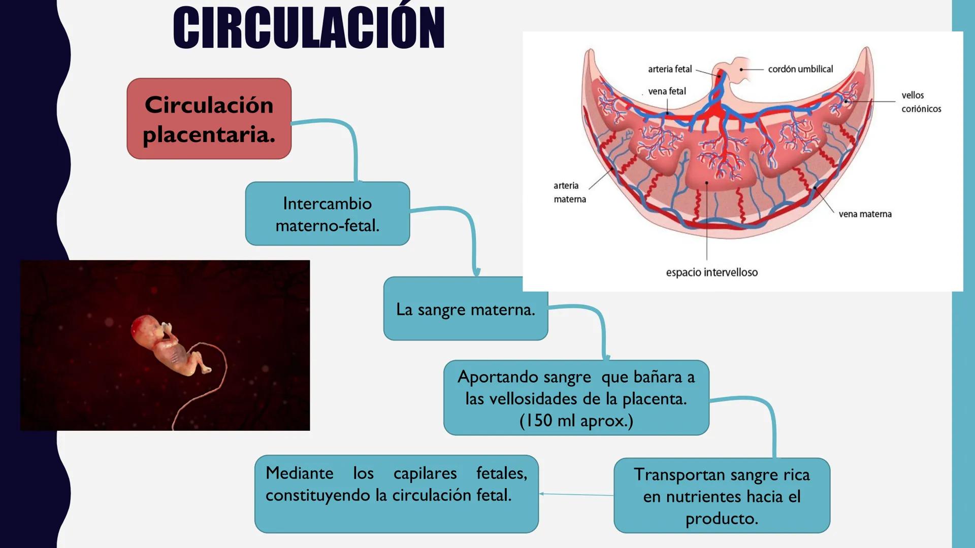 # UNIVERSIDAD DE VALLADOLID YUCATAN
# LICENCIATURA EN ENFERMERIA
# "PLACENTA Y SUS ANEXOS"
L.E.MARISELA DE JESUS DZIB ECHEVERRIA # PLACEN