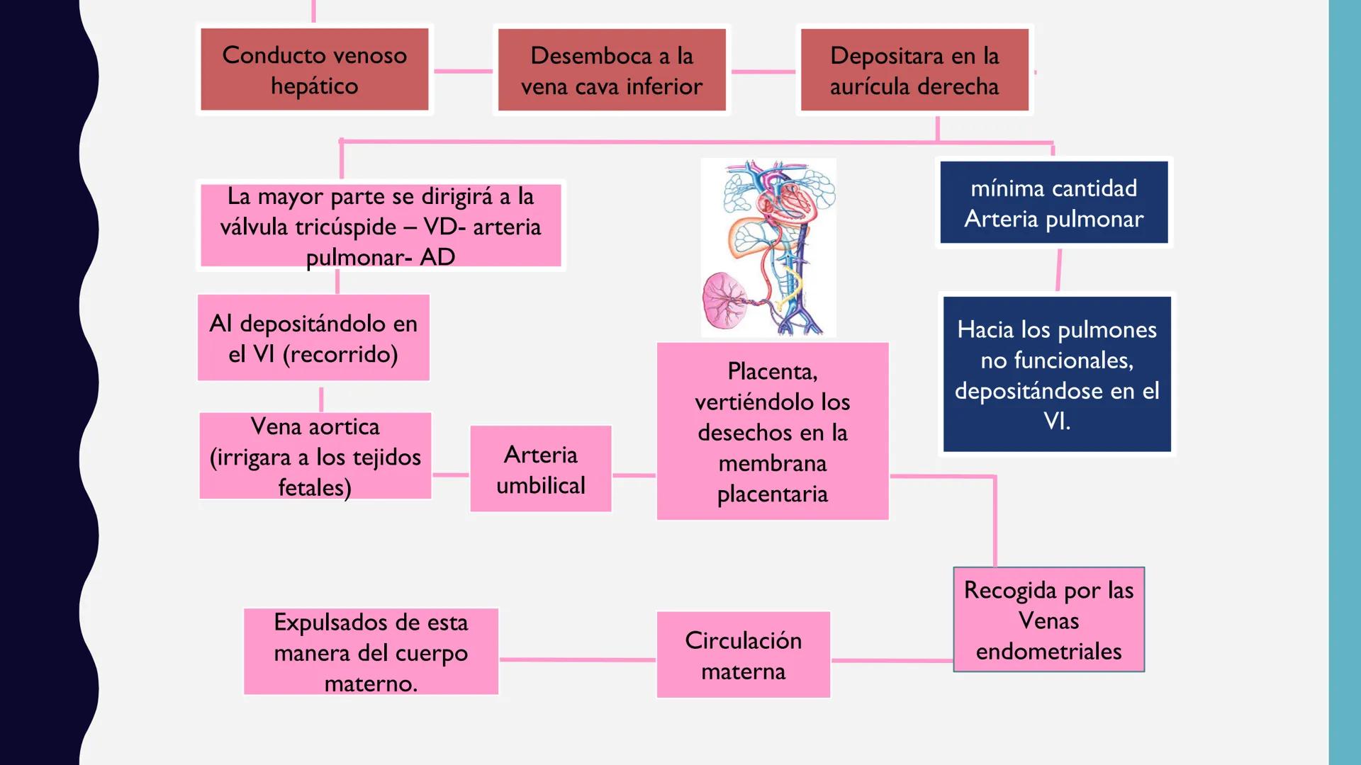 # UNIVERSIDAD DE VALLADOLID YUCATAN
# LICENCIATURA EN ENFERMERIA
# "PLACENTA Y SUS ANEXOS"
L.E.MARISELA DE JESUS DZIB ECHEVERRIA # PLACEN