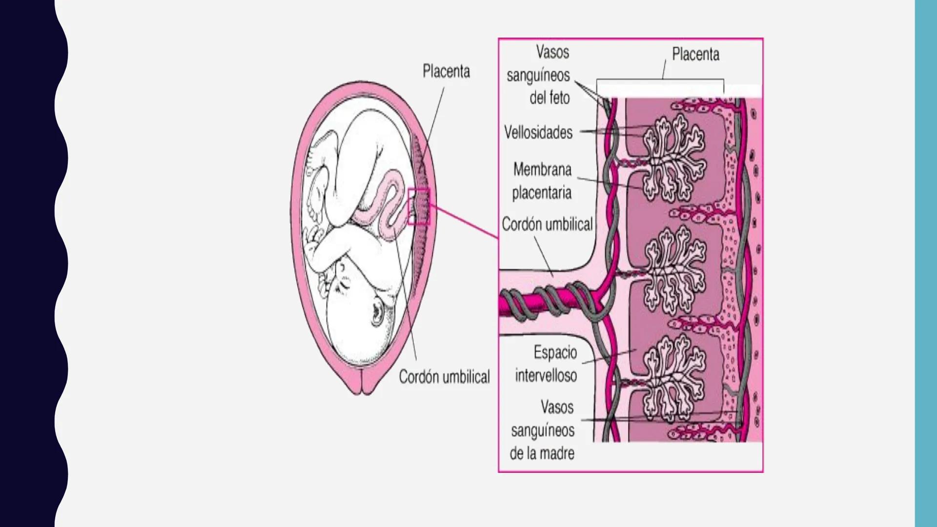 # UNIVERSIDAD DE VALLADOLID YUCATAN
# LICENCIATURA EN ENFERMERIA
# "PLACENTA Y SUS ANEXOS"
L.E.MARISELA DE JESUS DZIB ECHEVERRIA # PLACEN
