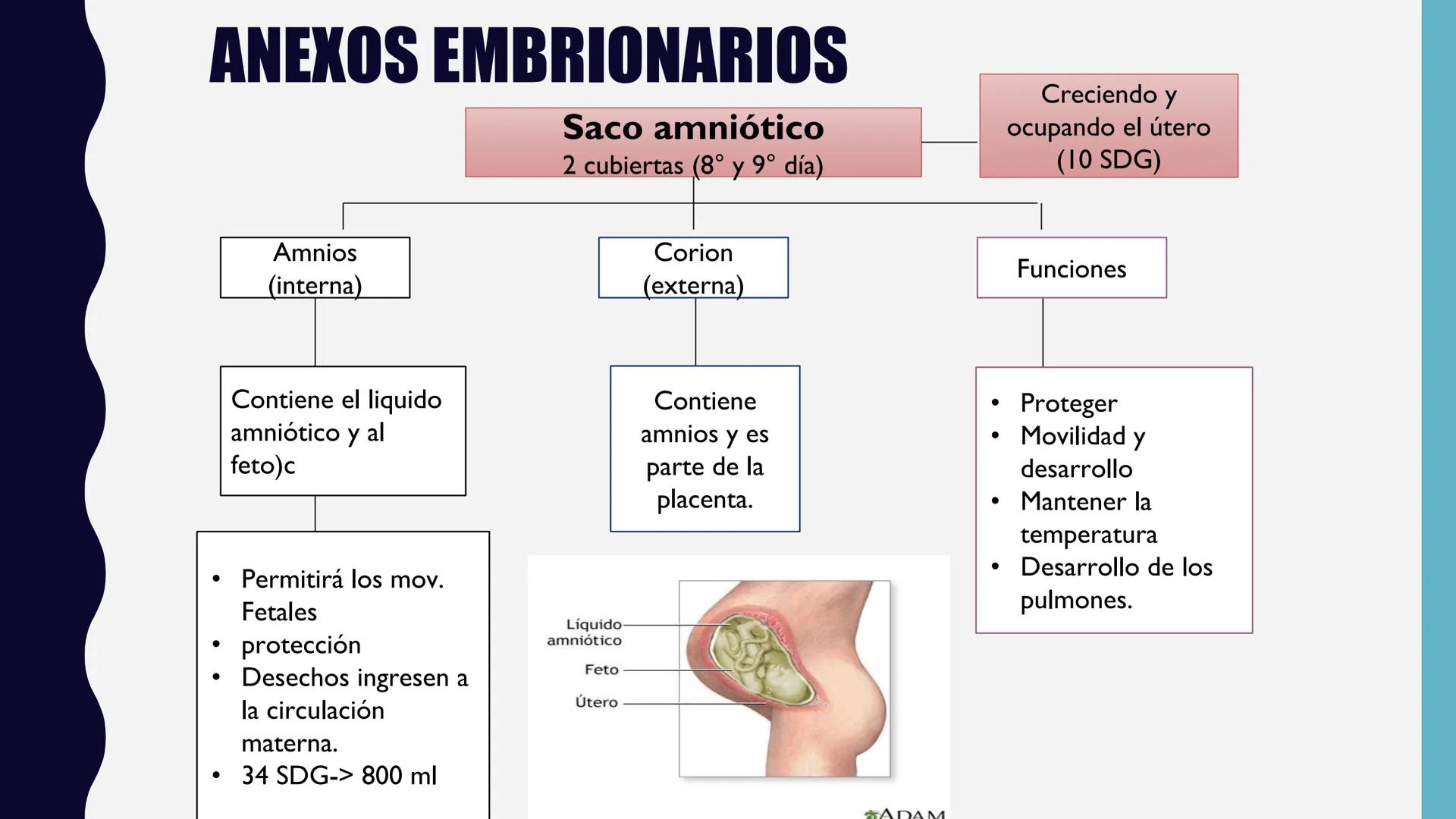 # UNIVERSIDAD DE VALLADOLID YUCATAN
# LICENCIATURA EN ENFERMERIA
# "PLACENTA Y SUS ANEXOS"
L.E.MARISELA DE JESUS DZIB ECHEVERRIA # PLACEN
