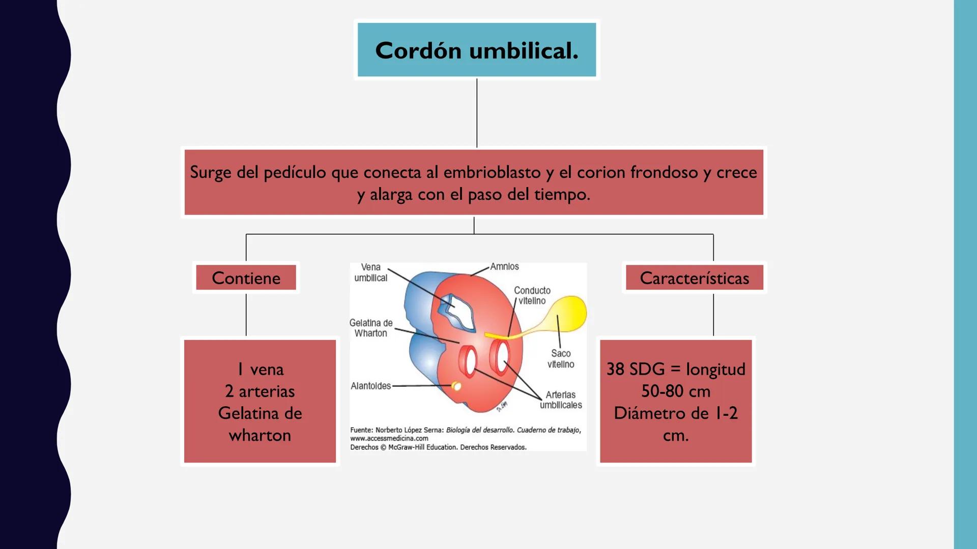 # UNIVERSIDAD DE VALLADOLID YUCATAN
# LICENCIATURA EN ENFERMERIA
# "PLACENTA Y SUS ANEXOS"
L.E.MARISELA DE JESUS DZIB ECHEVERRIA # PLACEN