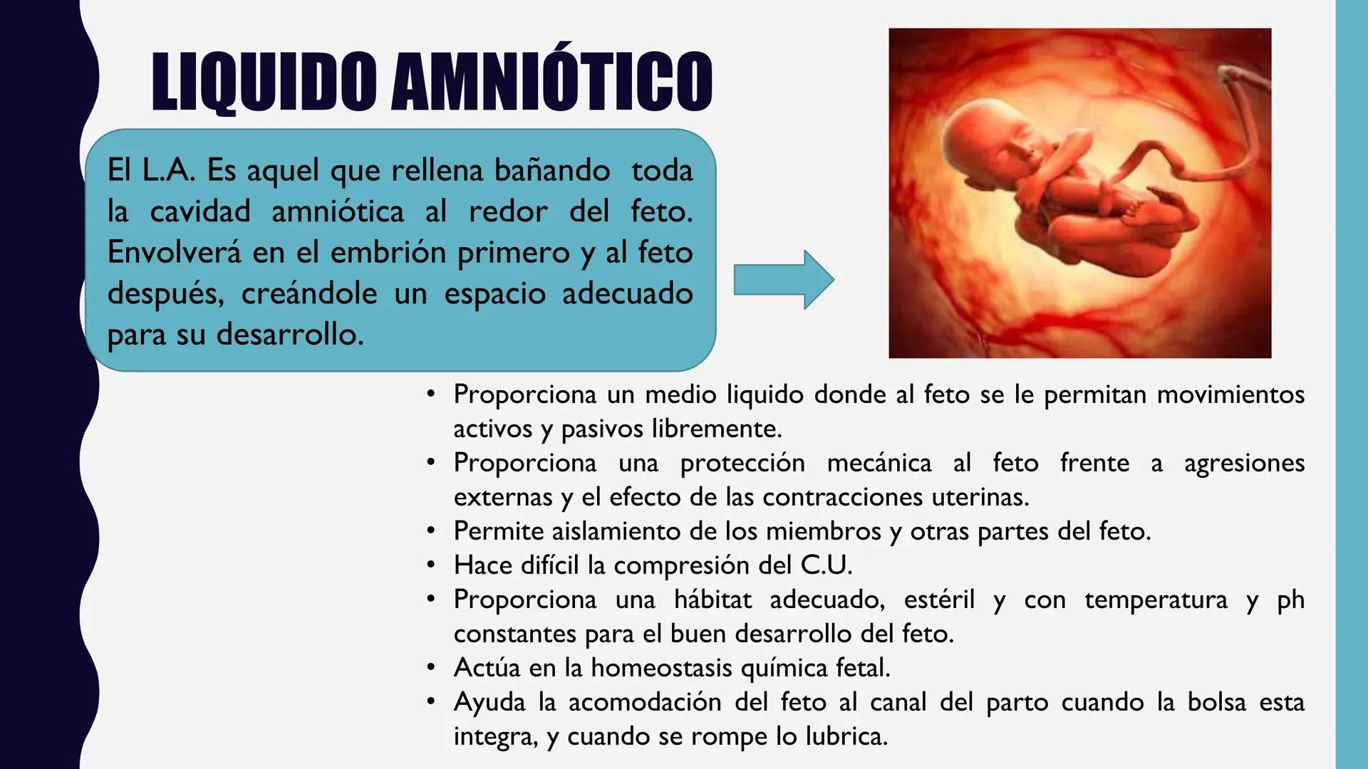 # UNIVERSIDAD DE VALLADOLID YUCATAN
# LICENCIATURA EN ENFERMERIA
# "PLACENTA Y SUS ANEXOS"
L.E.MARISELA DE JESUS DZIB ECHEVERRIA # PLACEN