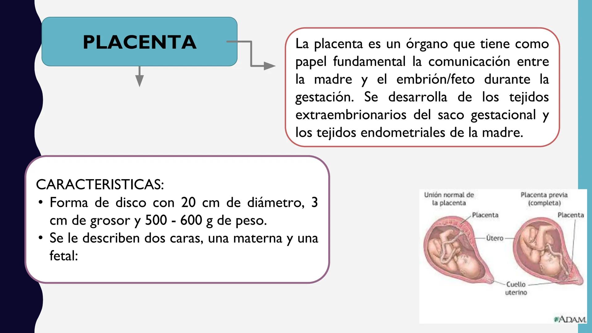 # UNIVERSIDAD DE VALLADOLID YUCATAN
# LICENCIATURA EN ENFERMERIA
# "PLACENTA Y SUS ANEXOS"
L.E.MARISELA DE JESUS DZIB ECHEVERRIA # PLACEN