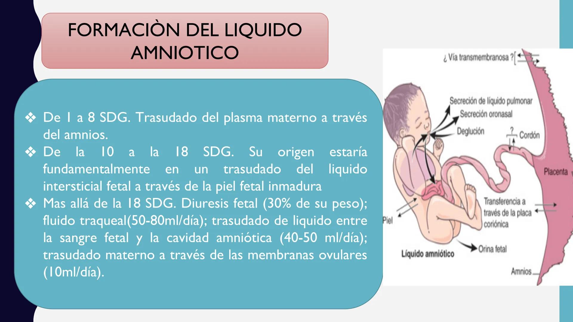 # UNIVERSIDAD DE VALLADOLID YUCATAN
# LICENCIATURA EN ENFERMERIA
# "PLACENTA Y SUS ANEXOS"
L.E.MARISELA DE JESUS DZIB ECHEVERRIA # PLACEN