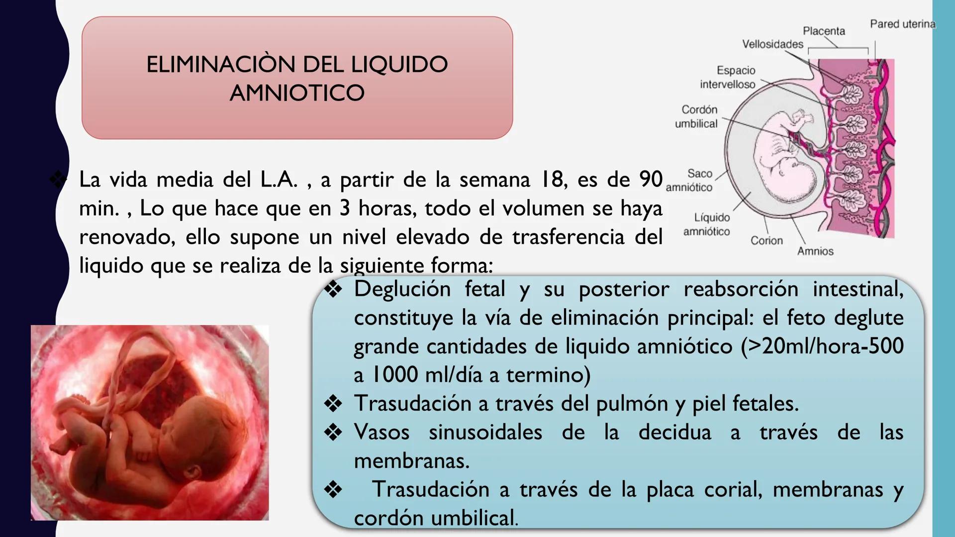 # UNIVERSIDAD DE VALLADOLID YUCATAN
# LICENCIATURA EN ENFERMERIA
# "PLACENTA Y SUS ANEXOS"
L.E.MARISELA DE JESUS DZIB ECHEVERRIA # PLACEN