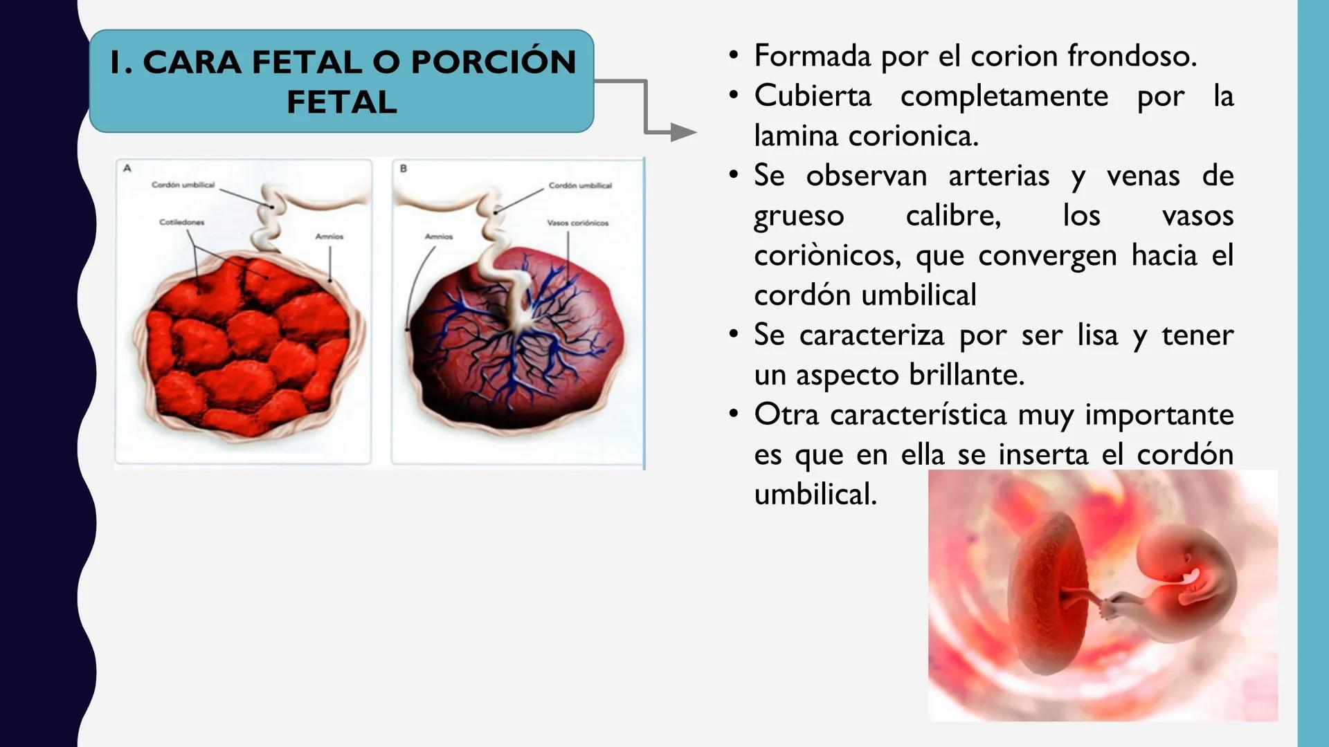 # UNIVERSIDAD DE VALLADOLID YUCATAN
# LICENCIATURA EN ENFERMERIA
# "PLACENTA Y SUS ANEXOS"
L.E.MARISELA DE JESUS DZIB ECHEVERRIA # PLACEN