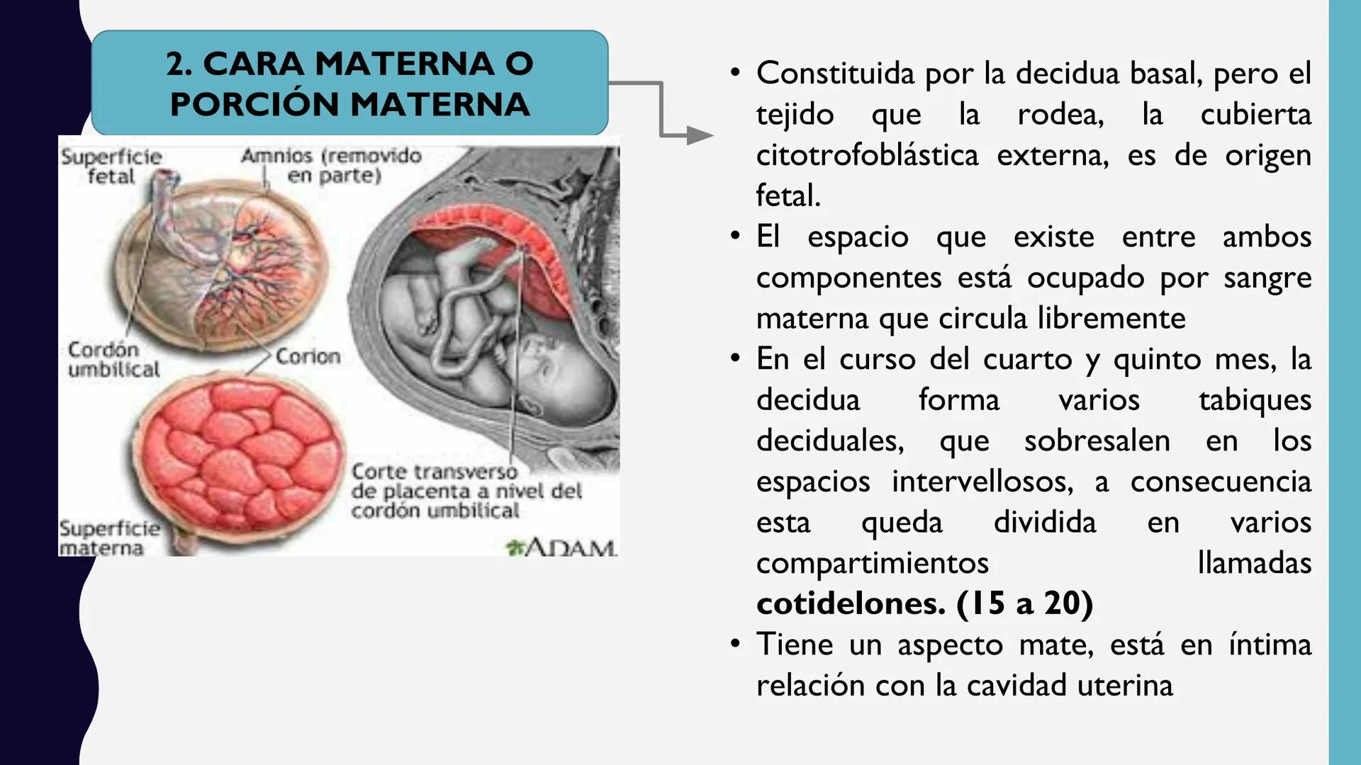 # UNIVERSIDAD DE VALLADOLID YUCATAN
# LICENCIATURA EN ENFERMERIA
# "PLACENTA Y SUS ANEXOS"
L.E.MARISELA DE JESUS DZIB ECHEVERRIA # PLACEN