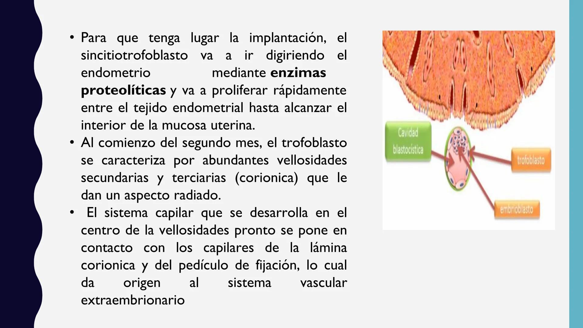 # UNIVERSIDAD DE VALLADOLID YUCATAN
# LICENCIATURA EN ENFERMERIA
# "PLACENTA Y SUS ANEXOS"
L.E.MARISELA DE JESUS DZIB ECHEVERRIA # PLACEN