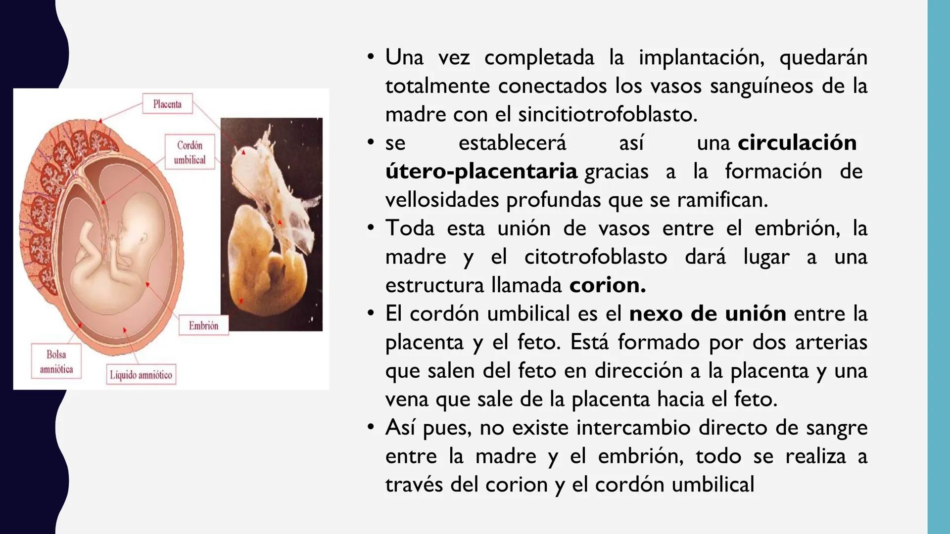 # UNIVERSIDAD DE VALLADOLID YUCATAN
# LICENCIATURA EN ENFERMERIA
# "PLACENTA Y SUS ANEXOS"
L.E.MARISELA DE JESUS DZIB ECHEVERRIA # PLACEN