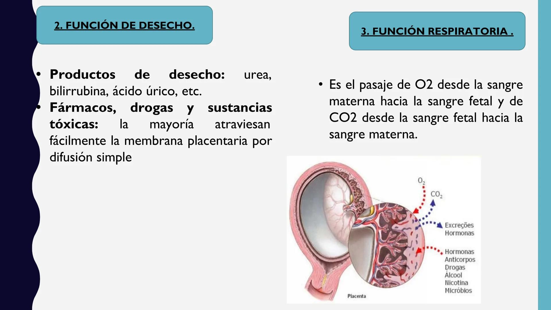 # UNIVERSIDAD DE VALLADOLID YUCATAN
# LICENCIATURA EN ENFERMERIA
# "PLACENTA Y SUS ANEXOS"
L.E.MARISELA DE JESUS DZIB ECHEVERRIA # PLACEN