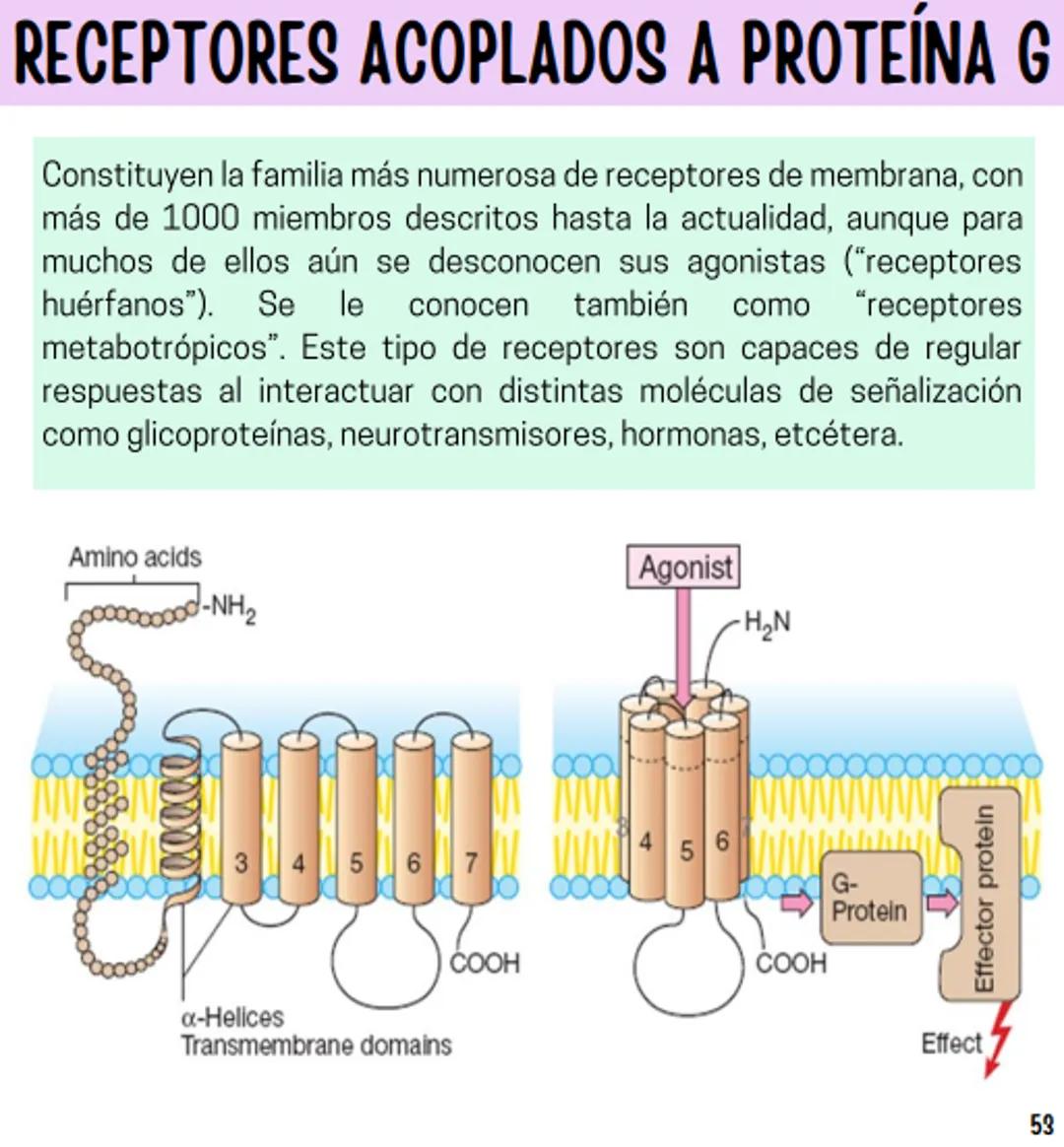 Índice
Definiciones
1
Fármacos analgésicos
75
Aceclofenaco
76
Ramas de la farmacología
2
Ácido acetilsalicílico
77
Formas farmacéuticas
5
Ác