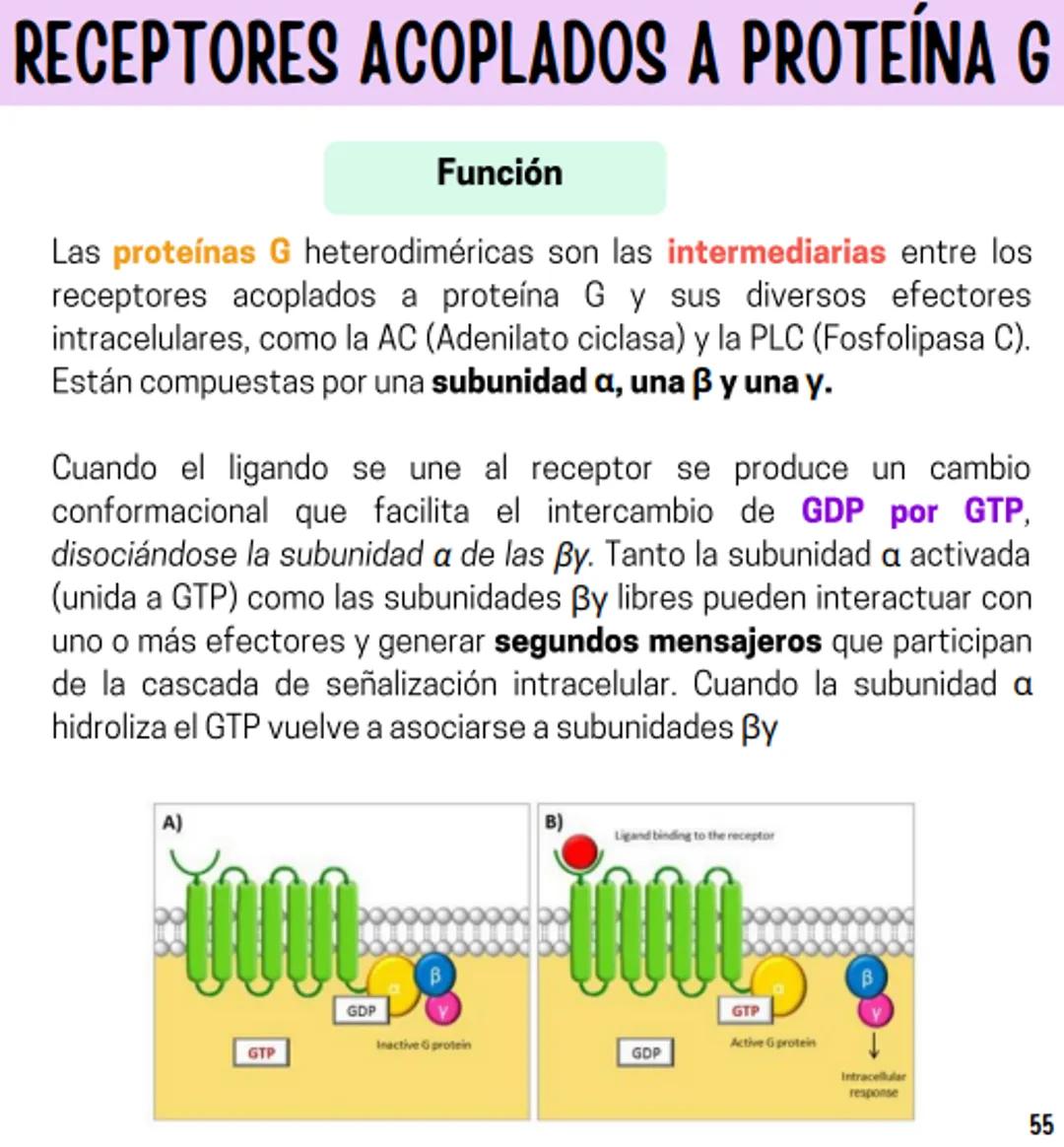 Índice
Definiciones
1
Fármacos analgésicos
75
Aceclofenaco
76
Ramas de la farmacología
2
Ácido acetilsalicílico
77
Formas farmacéuticas
5
Ác