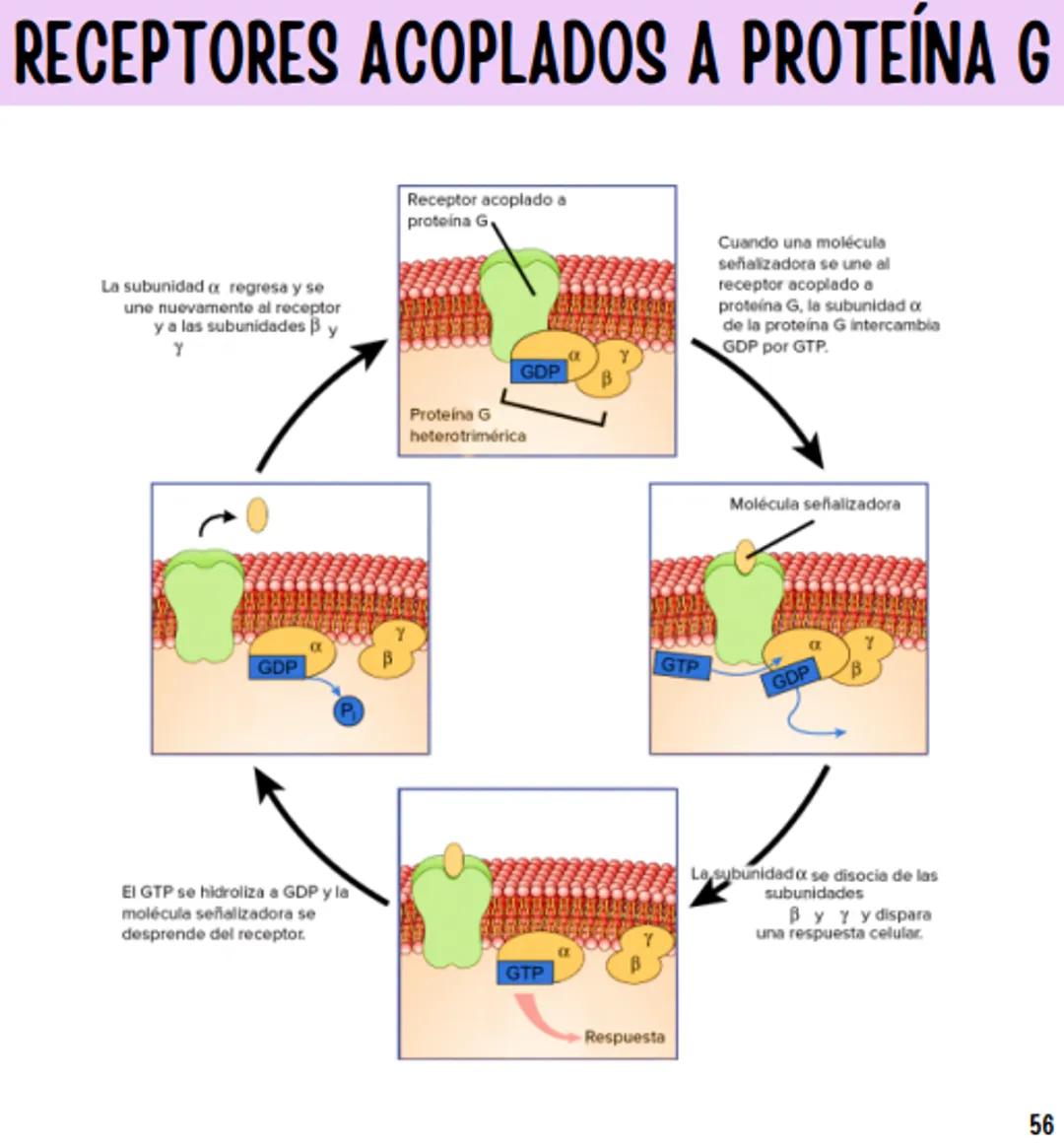 Índice
Definiciones
1
Fármacos analgésicos
75
Aceclofenaco
76
Ramas de la farmacología
2
Ácido acetilsalicílico
77
Formas farmacéuticas
5
Ác