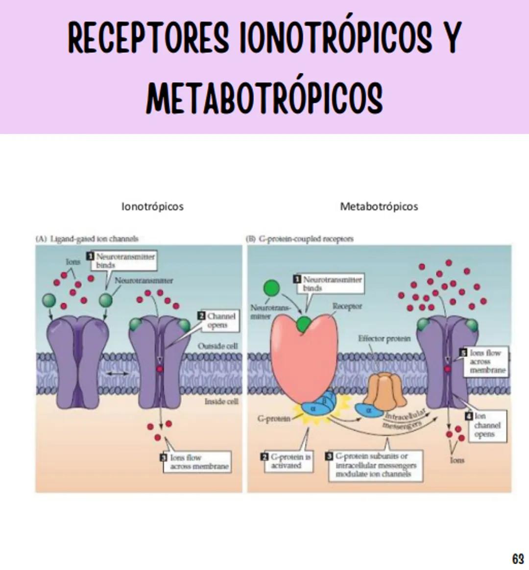 Índice
Definiciones
1
Fármacos analgésicos
75
Aceclofenaco
76
Ramas de la farmacología
2
Ácido acetilsalicílico
77
Formas farmacéuticas
5
Ác