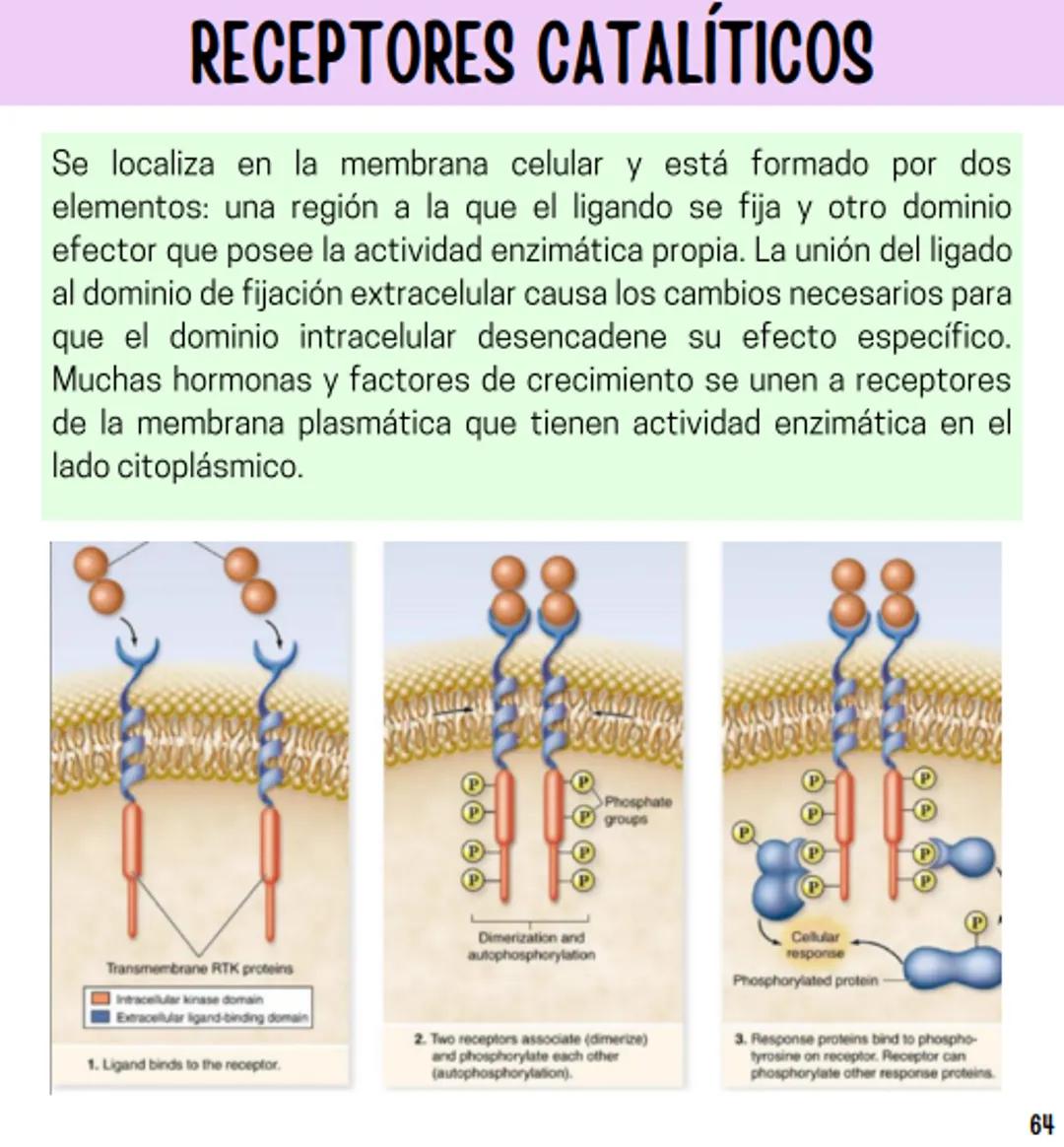 Índice
Definiciones
1
Fármacos analgésicos
75
Aceclofenaco
76
Ramas de la farmacología
2
Ácido acetilsalicílico
77
Formas farmacéuticas
5
Ác