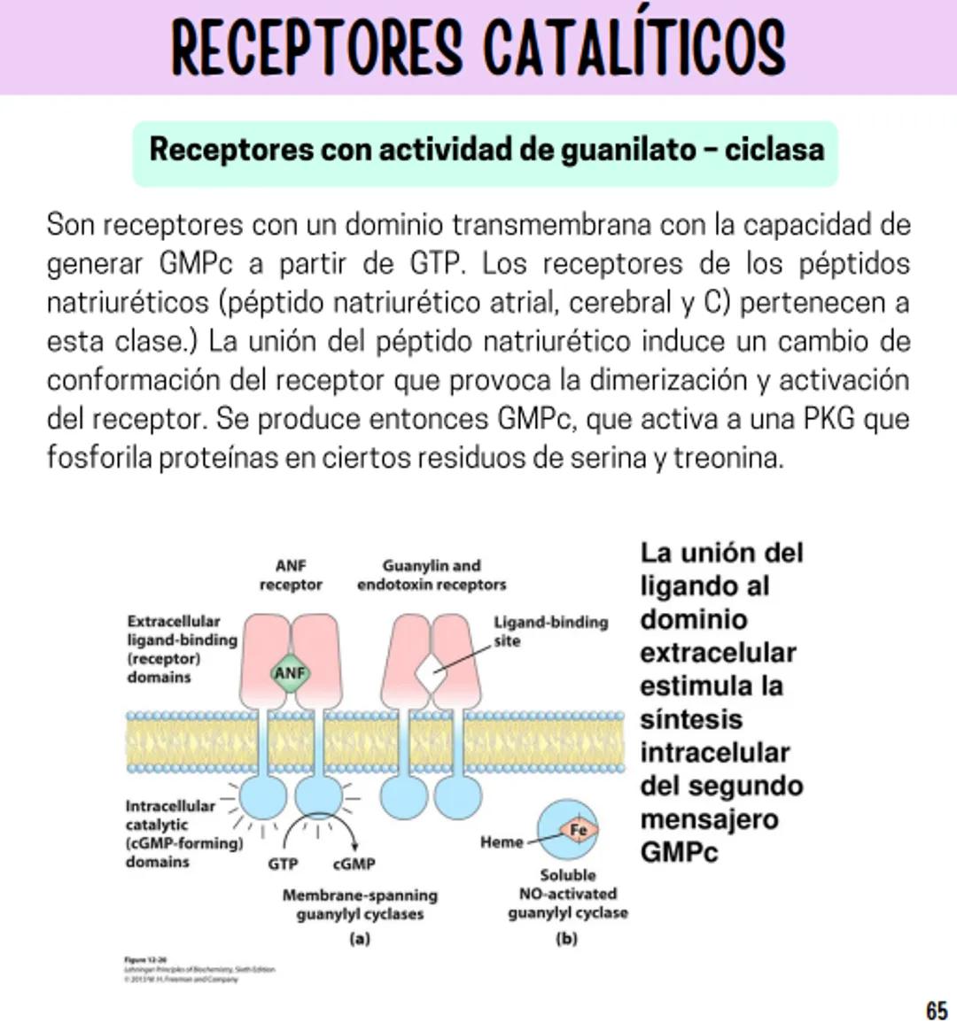 Índice
Definiciones
1
Fármacos analgésicos
75
Aceclofenaco
76
Ramas de la farmacología
2
Ácido acetilsalicílico
77
Formas farmacéuticas
5
Ác