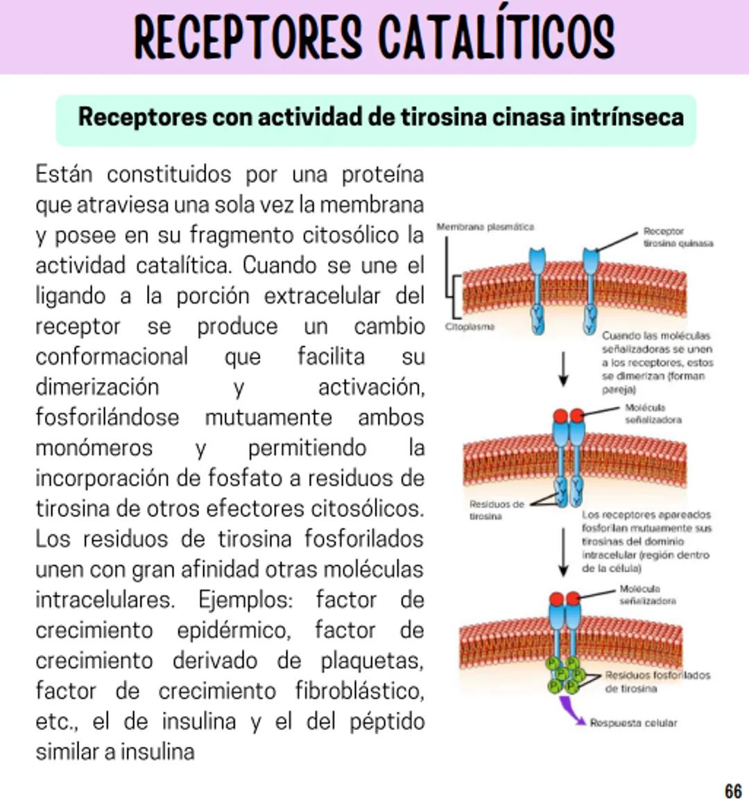 Índice
Definiciones
1
Fármacos analgésicos
75
Aceclofenaco
76
Ramas de la farmacología
2
Ácido acetilsalicílico
77
Formas farmacéuticas
5
Ác