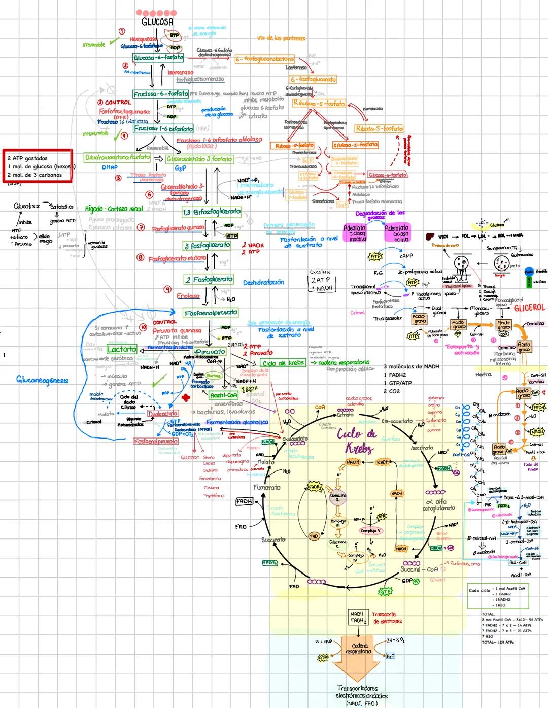 1
GLUCOSA
①
irreversible
Via de los pentosas
Glucose-6 fosfato
POP
Glucosa-6-fosfato
Glucosa-6-fosfato
6-fosfogluconolactona
Isomeraso
fosfo