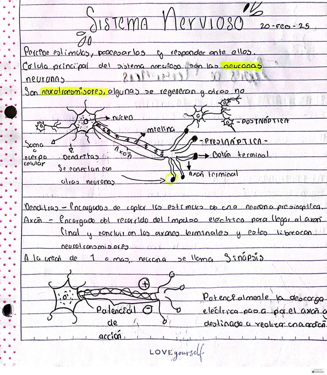 # SISTEMA Nervioso
00
Percibe ealimulos, procesarlos y responder ante ellos.
Celula principal del sistema nervioso son las neuronas
neur