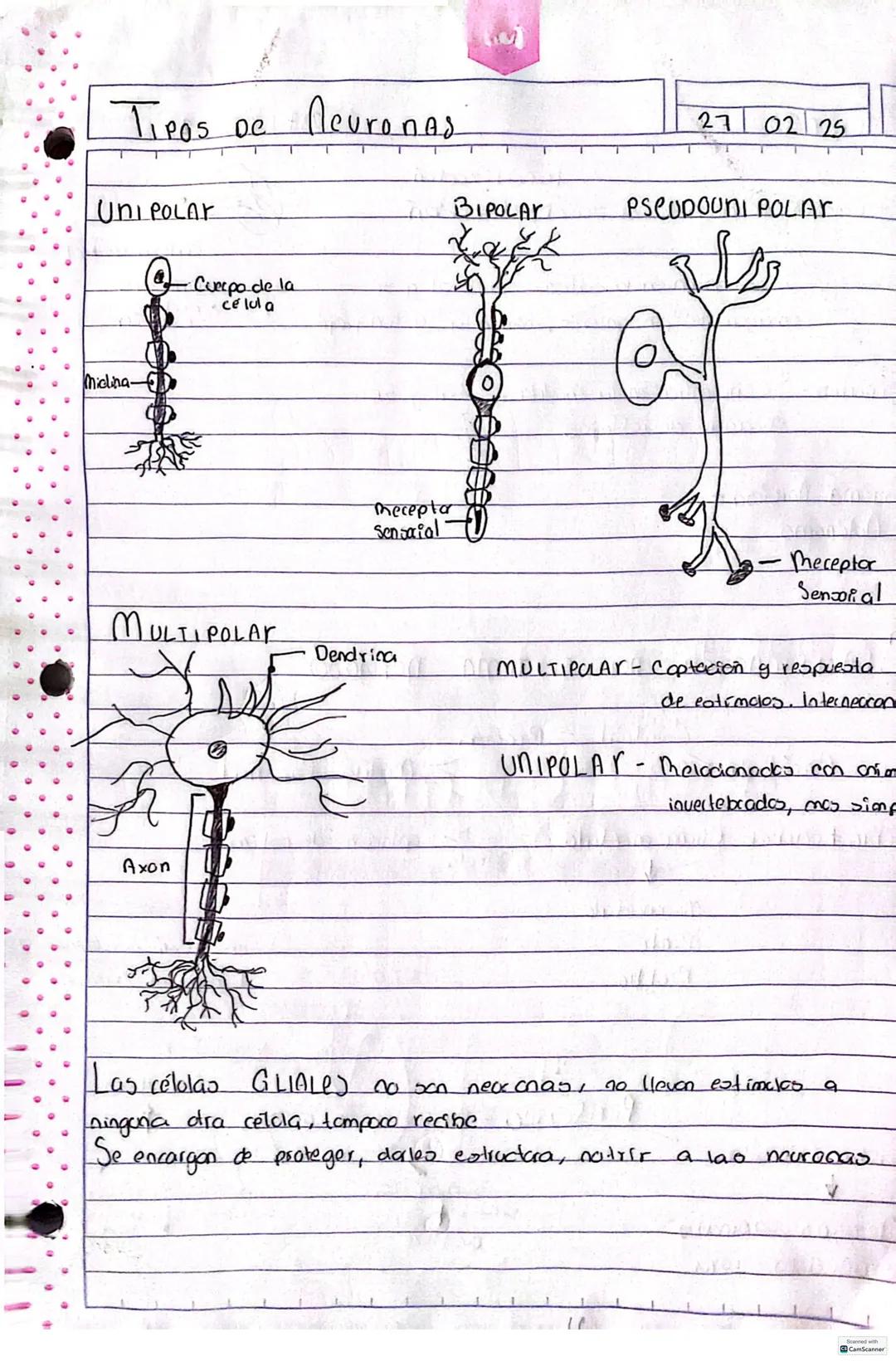 # SISTEMA Nervioso
00
Percibe ealimulos, procesarlos y responder ante ellos.
Celula principal del sistema nervioso son las neuronas
neur
