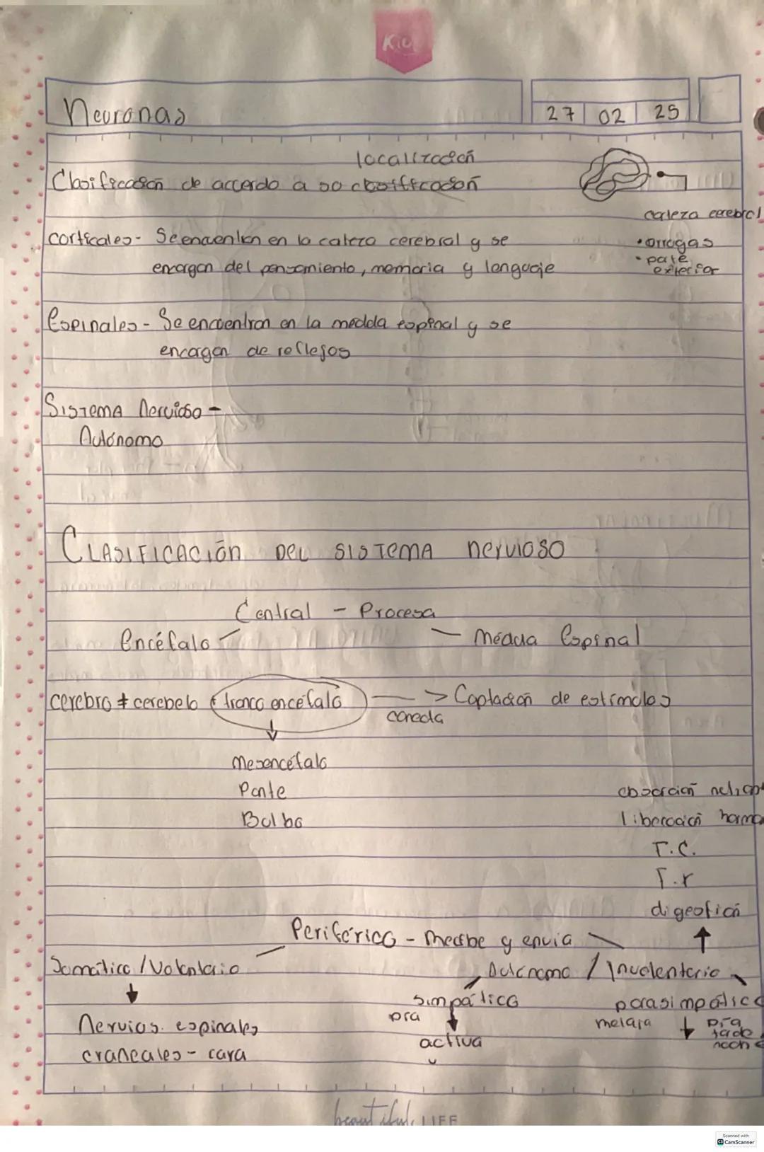 # SISTEMA Nervioso
00
Percibe ealimulos, procesarlos y responder ante ellos.
Celula principal del sistema nervioso son las neuronas
neur
